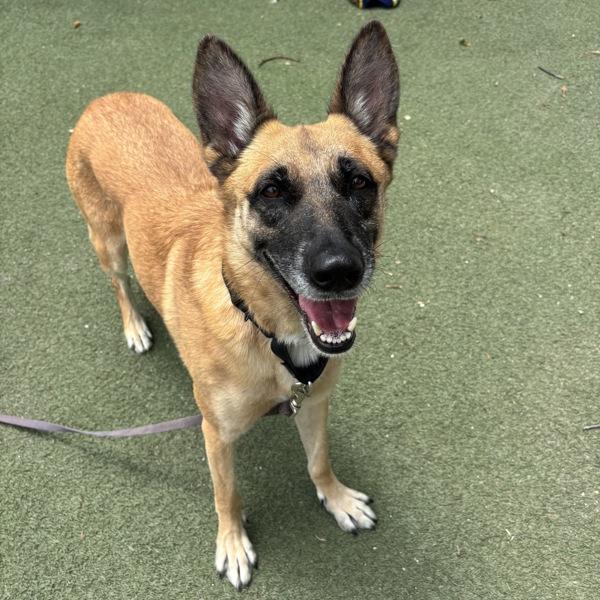 Andromeda, Adoptable, Adult Female Shepherd.