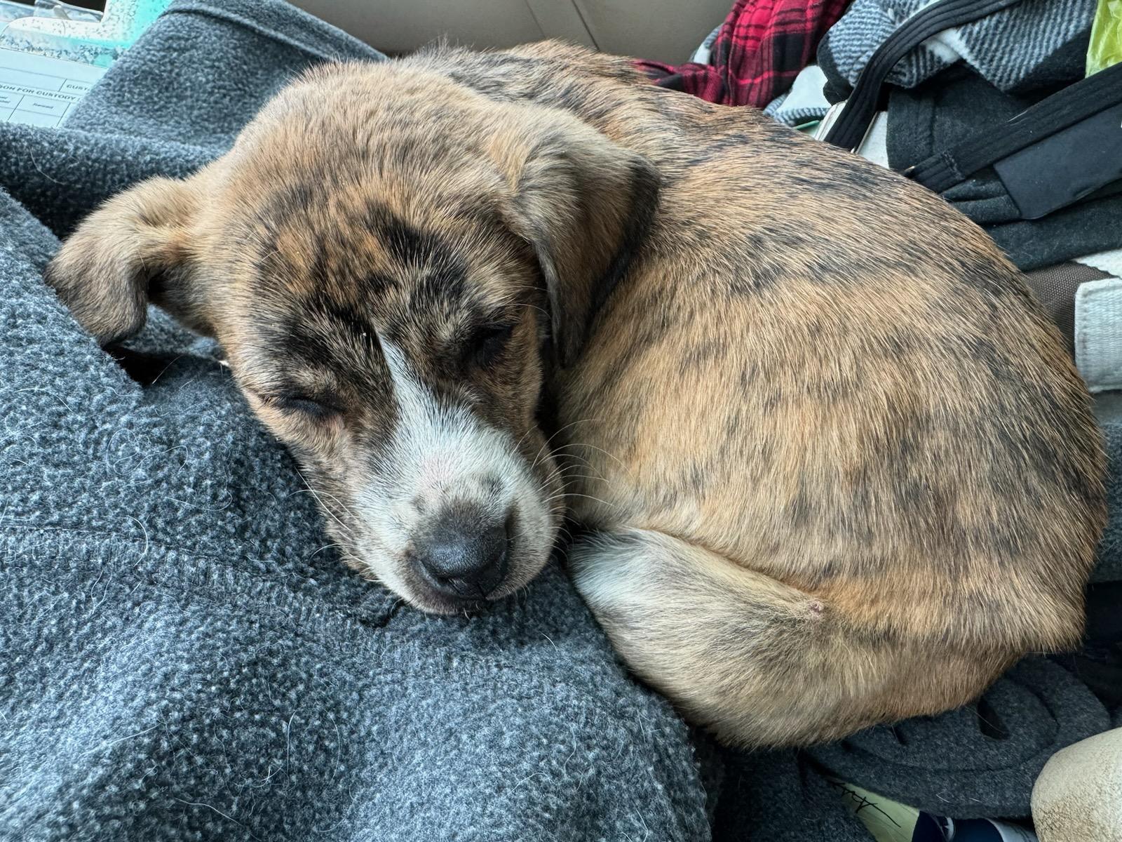 Enlarge Scout, a Adopted mixed breed in Chase City, VA image 1/1