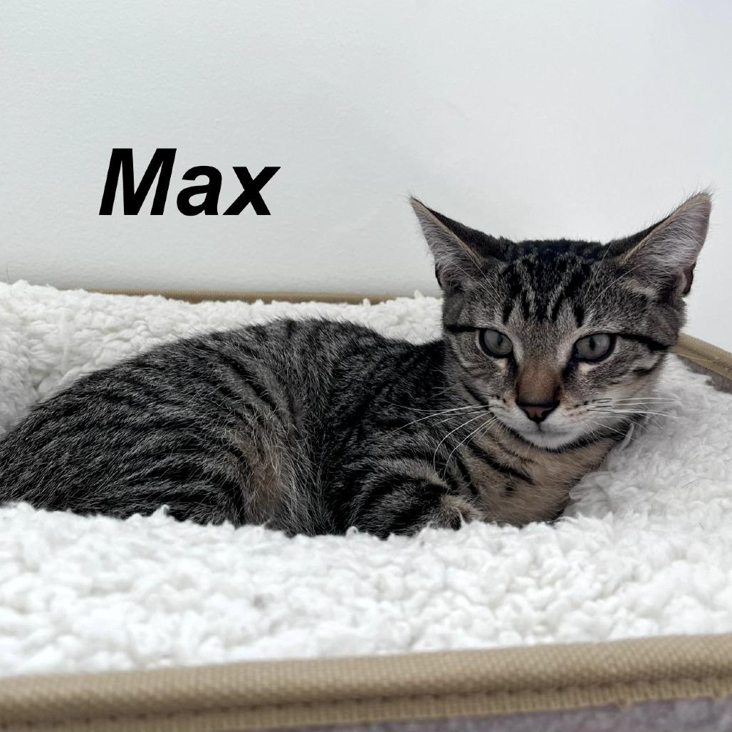 Enlarge Maxx, a Adoptable Domestic Short Hair in Wind Gap, PA image 1/3
