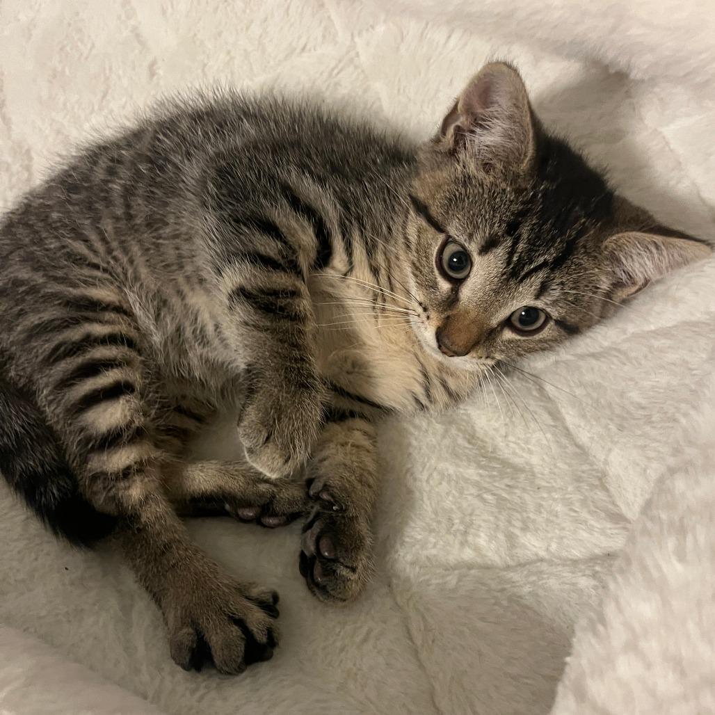 Enlarge Maxx, a Adoptable Domestic Short Hair in Wind Gap, PA image 2/3
