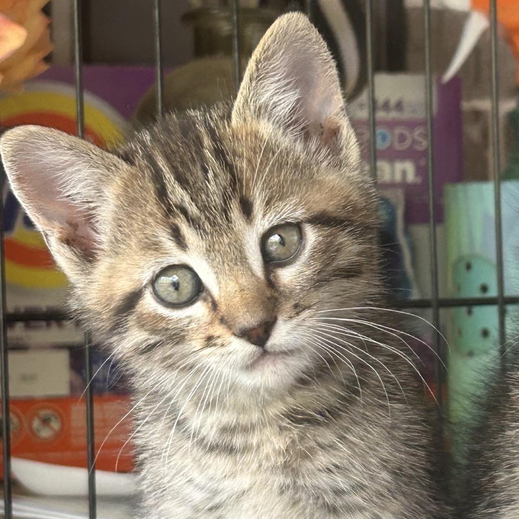 Enlarge Glenn (gwen), a Adoptable Domestic Medium Hair in mount vernon, AR image 1/1
