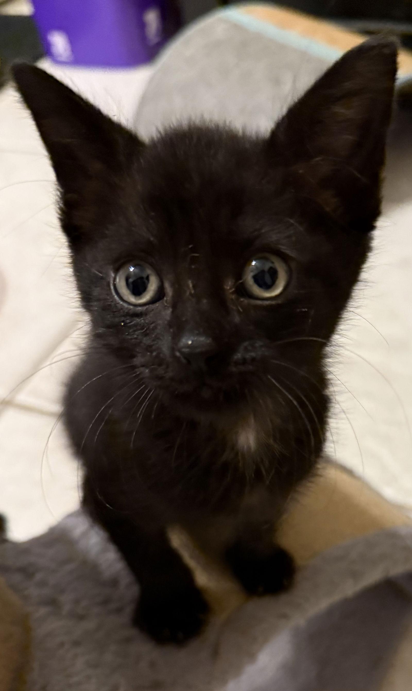 Maisy, Adoptable, Young Female Domestic Short Hair.