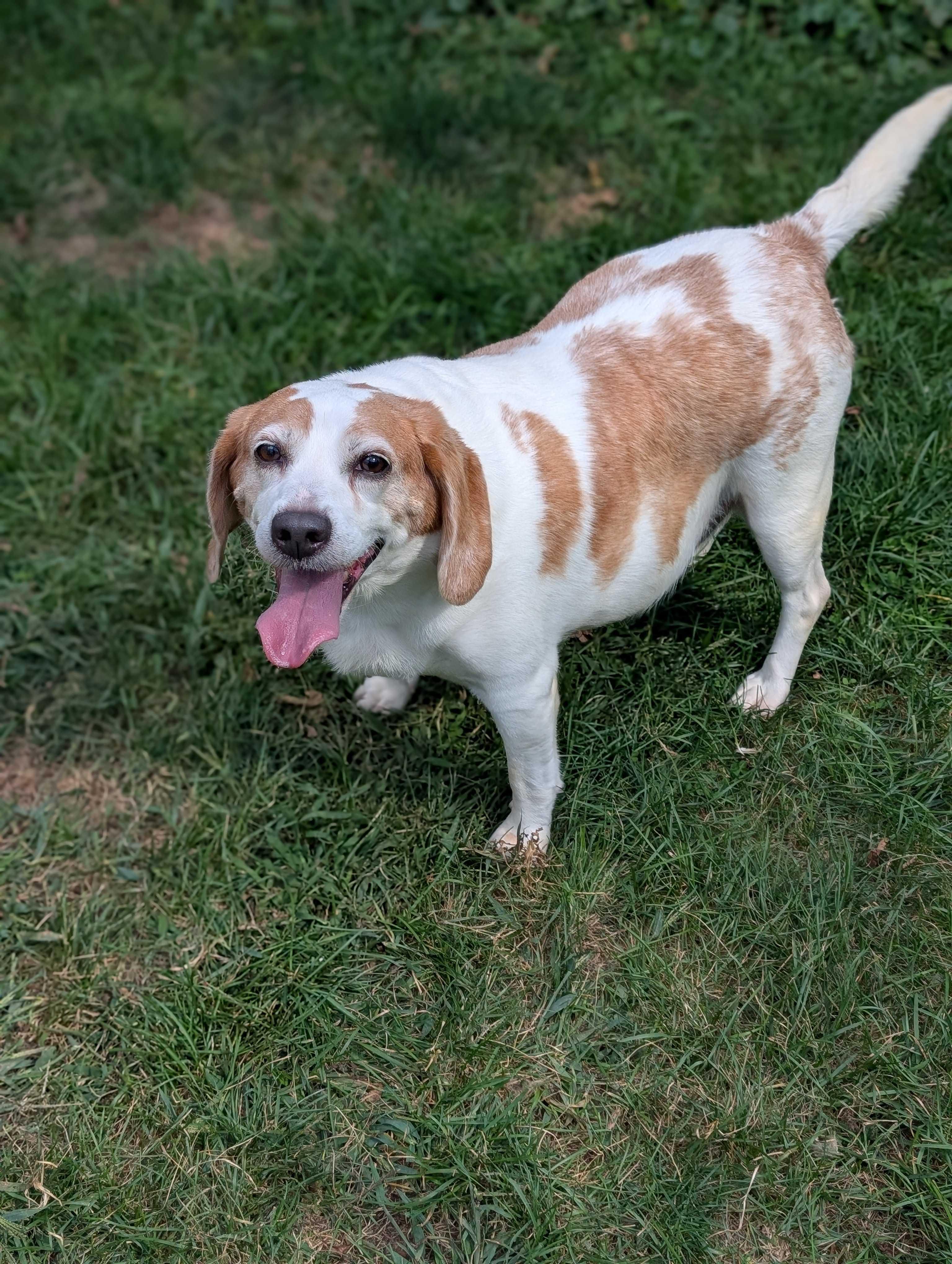 Daisy