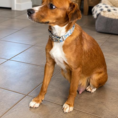 Enlarge Nelson, a Adoptable mixed breed in Langley, BC image 1/2