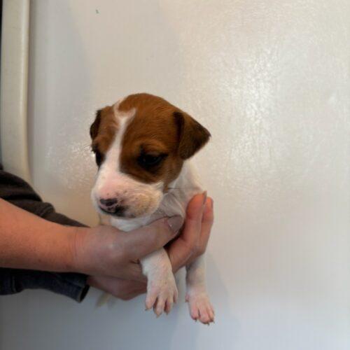 Enlarge Nelson, a Adoptable mixed breed in Langley, BC image 2/2