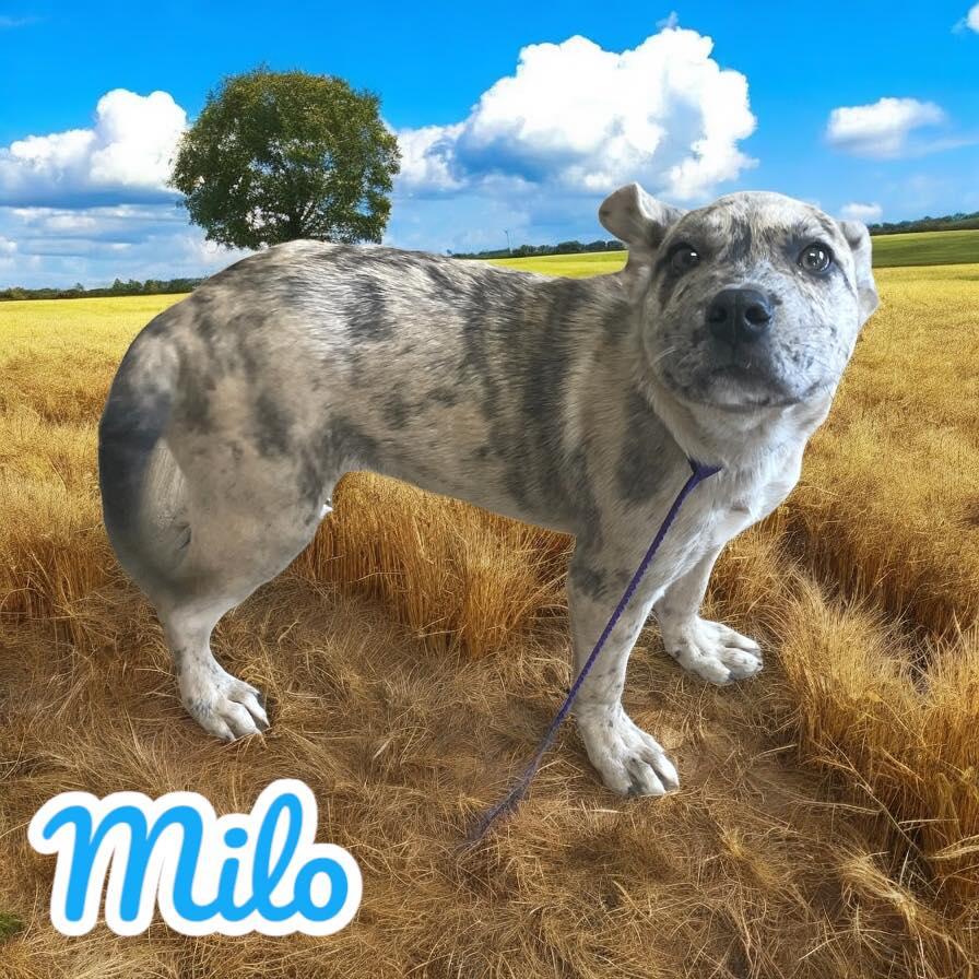 Milo