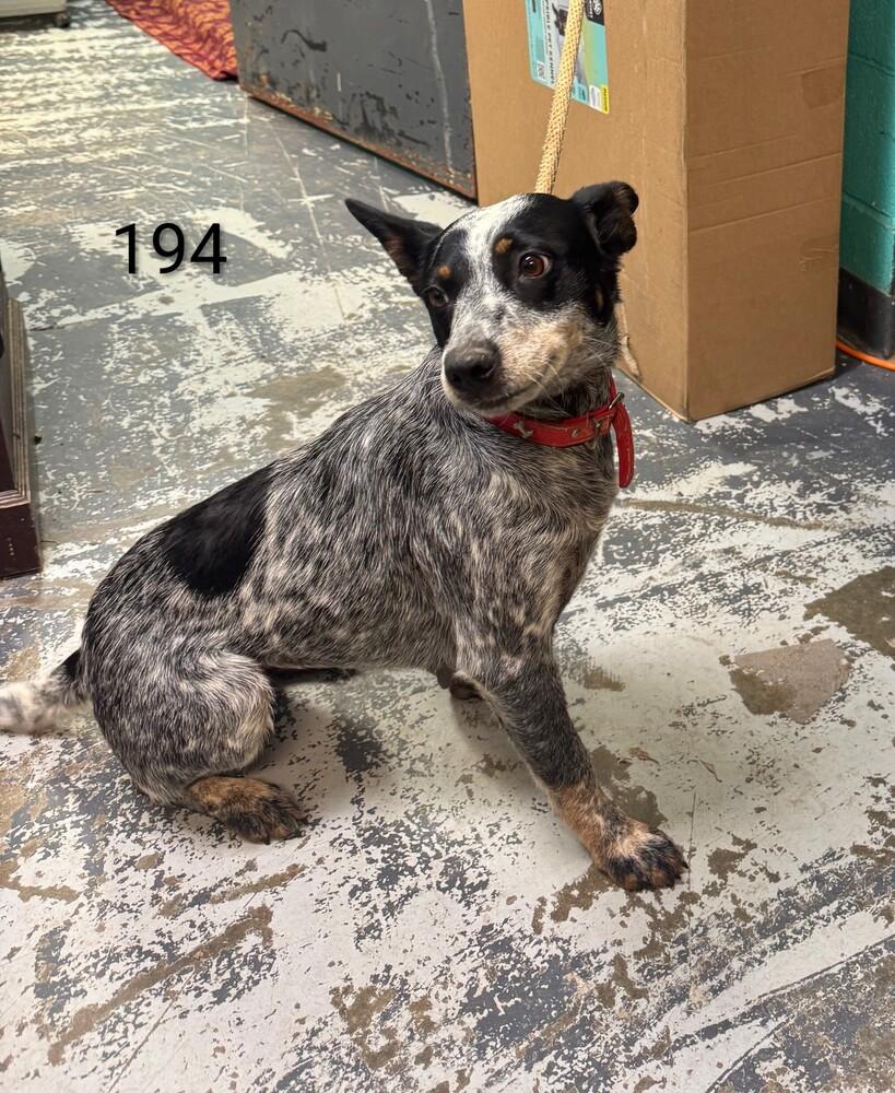 Enlarge Bluey #194, a Adoptable Australian Cattle Dog / Blue Heeler in New Lexington, OH image 1/1