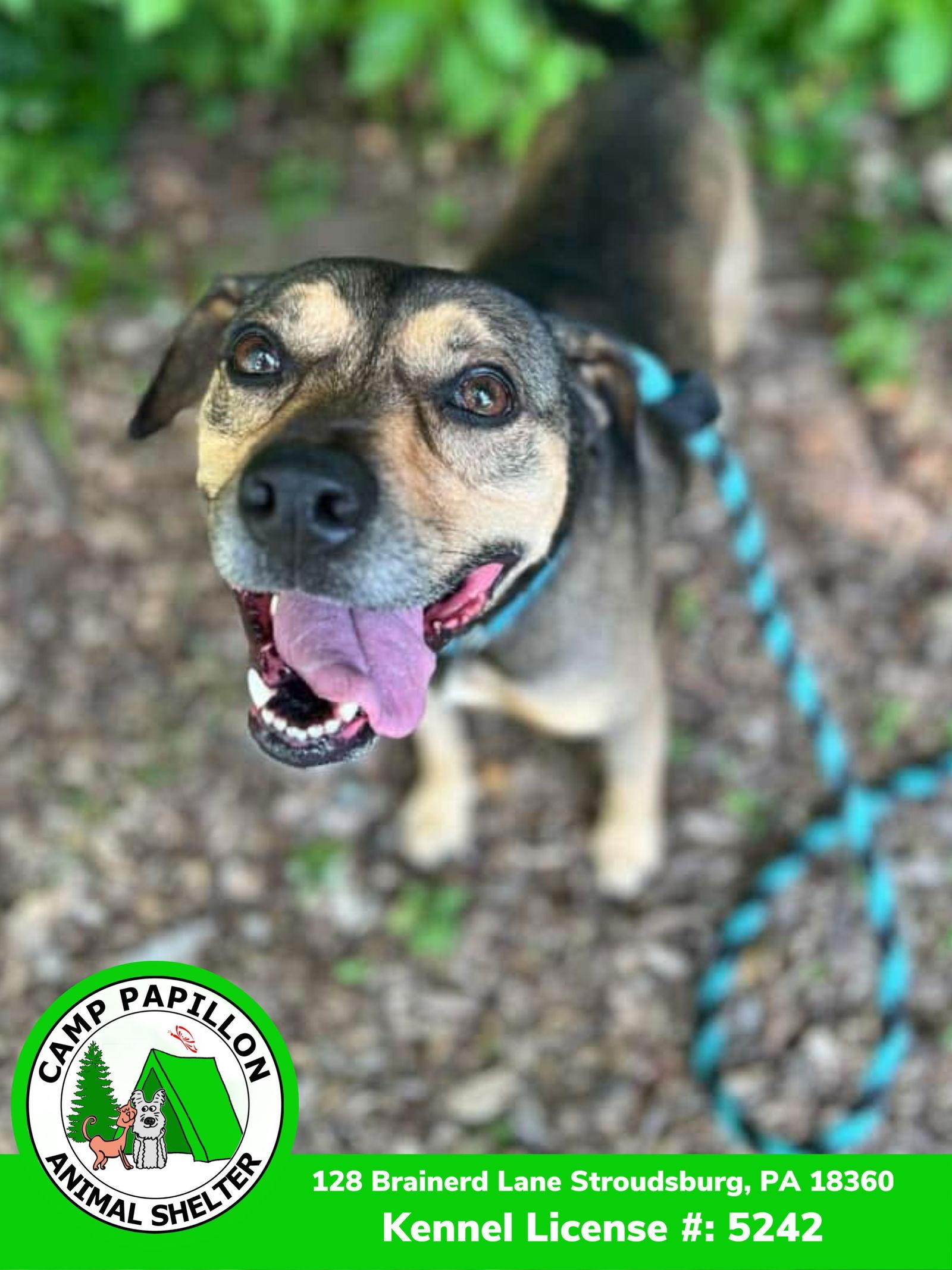 Chase, Adoptable, Adult Male Hound.