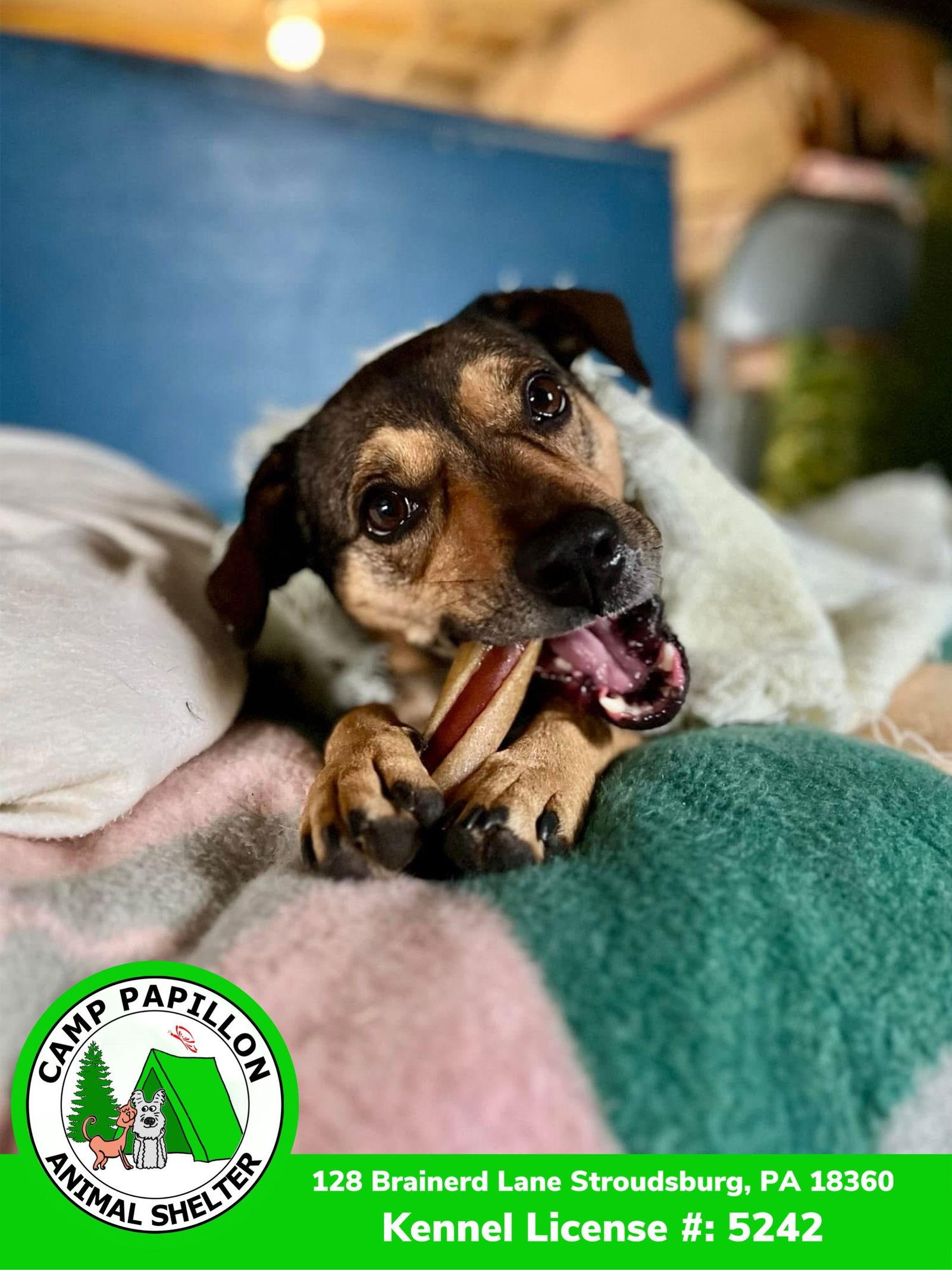 Chase, a Adoptable Hound in Stroudsburg, PA image 2/3