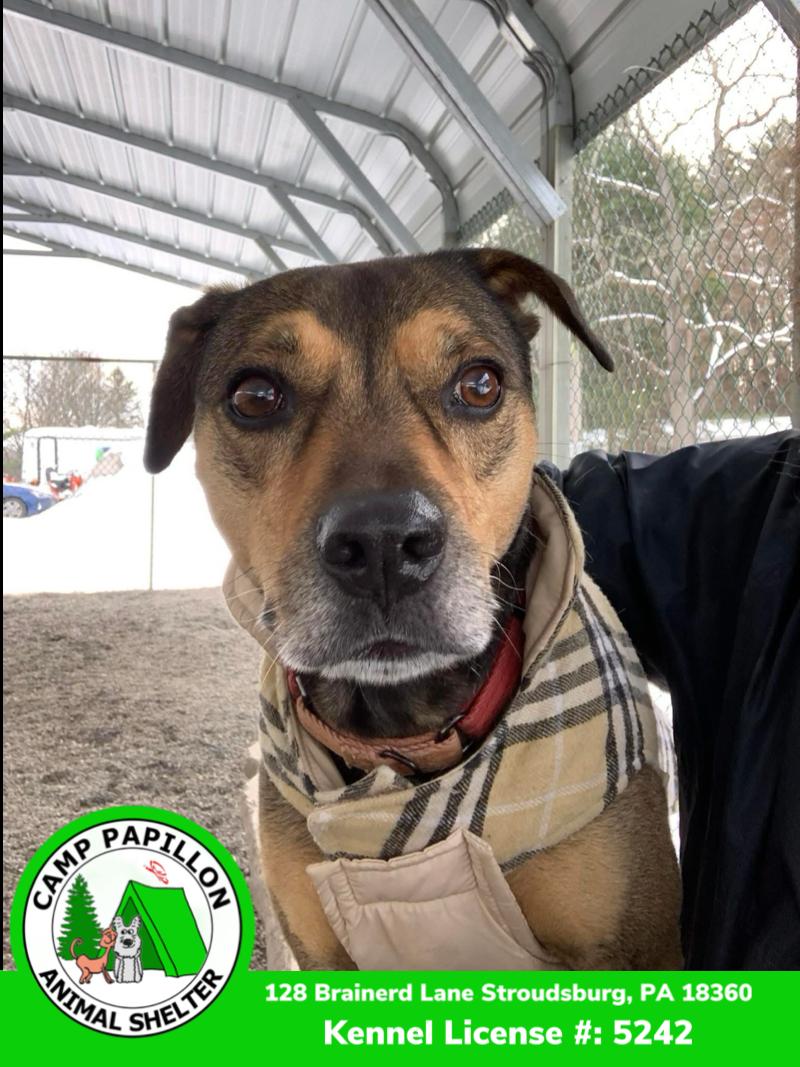 Enlarge Chase, a Adoptable Hound in Stroudsburg, PA image 2/3