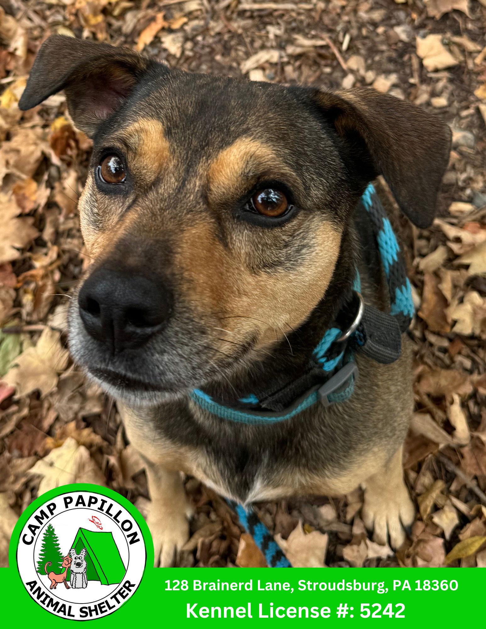 Chase, a Adoptable Hound in Stroudsburg, PA image 3/3