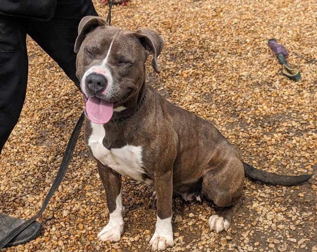 Enlarge Kassidy, a Adoptable mixed breed in Anniston, AL image 2/6