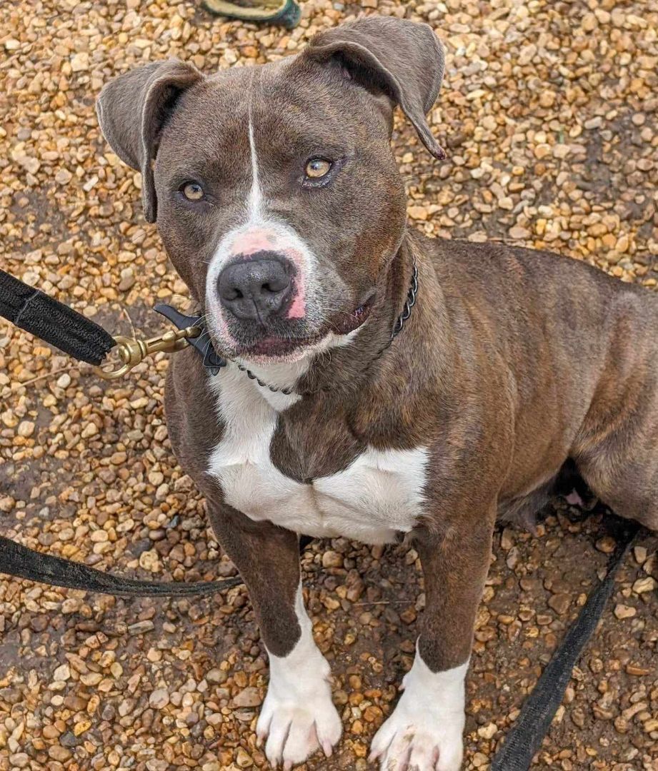 Enlarge Kassidy, a Adoptable mixed breed in Anniston, AL image 4/6