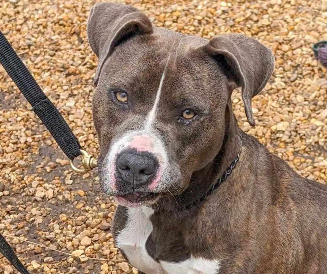 Enlarge Kassidy, a Adoptable mixed breed in Anniston, AL image 5/6