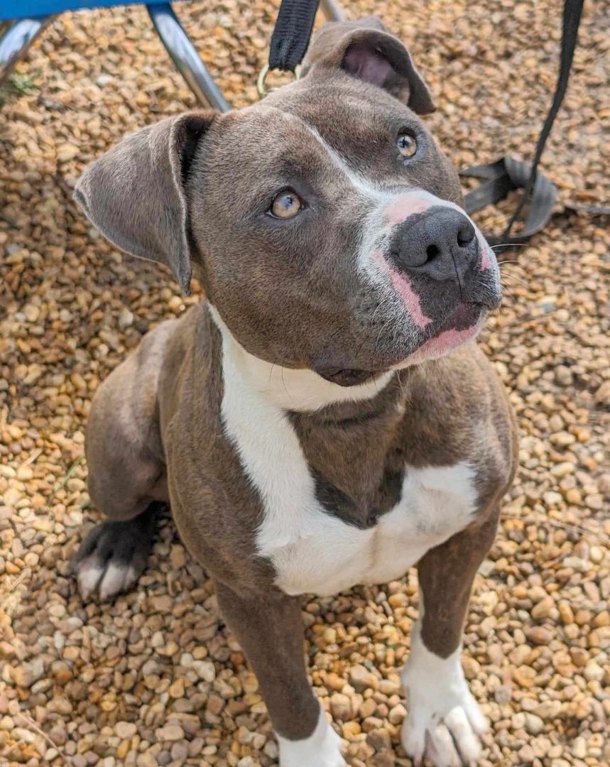 Enlarge Kassidy, a Adoptable mixed breed in Anniston, AL image 6/6