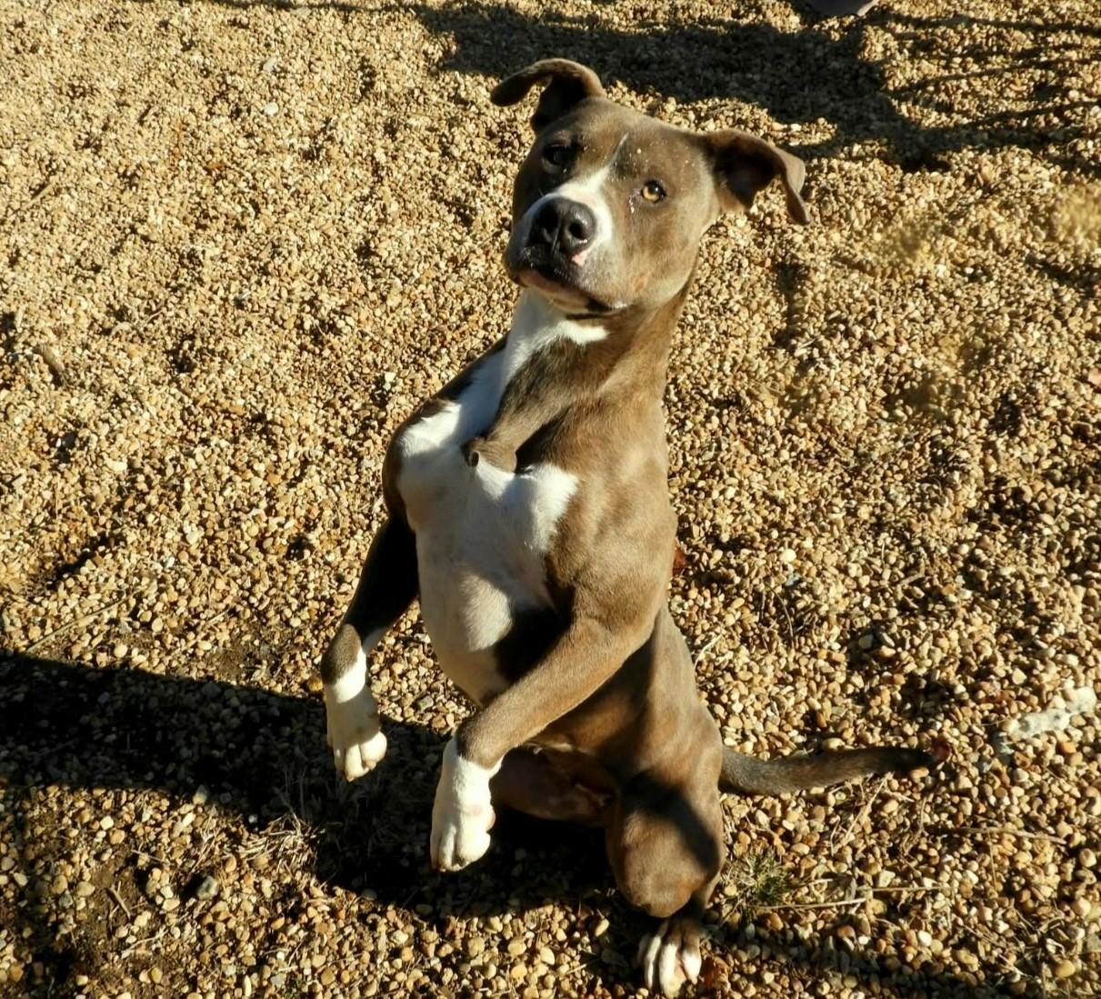 Enlarge Kassidy, a Adoptable mixed breed in Anniston, AL image 3/6