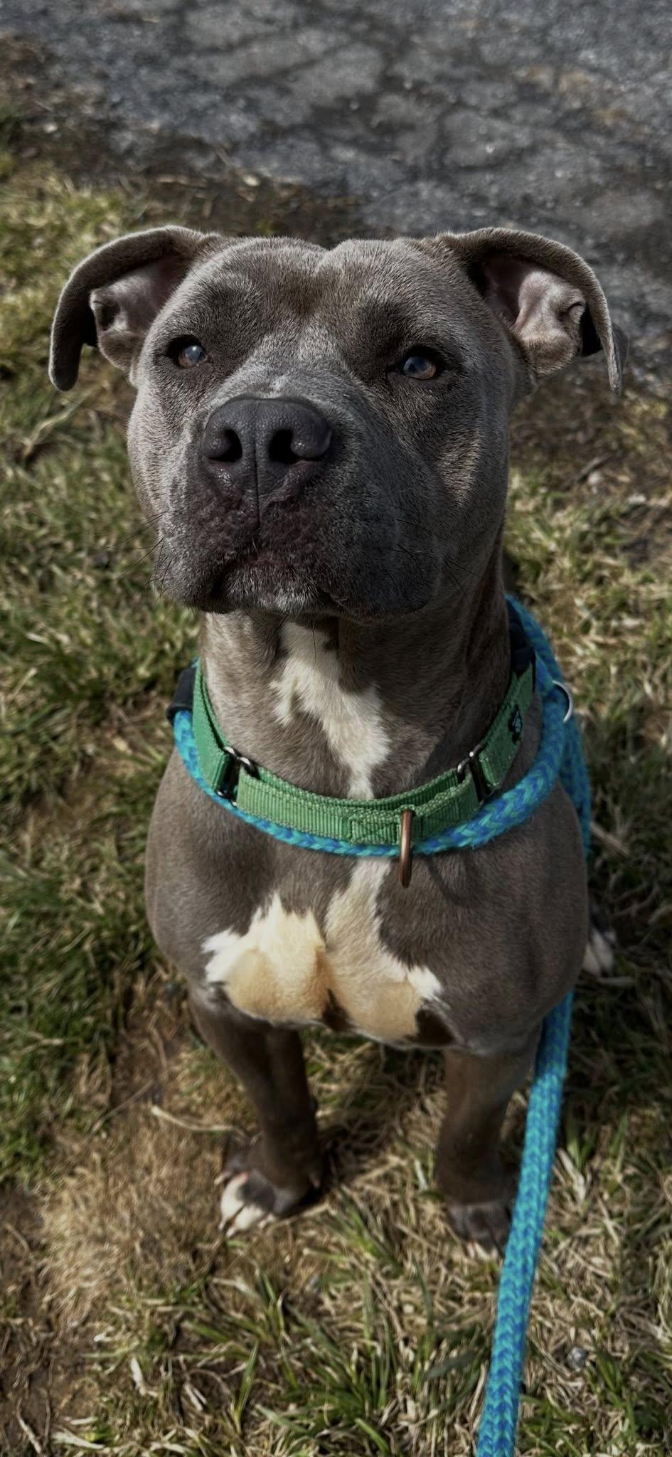 Enlarge China, a ADOPTABLE Terrier in North Syracuse, NY image 5/6