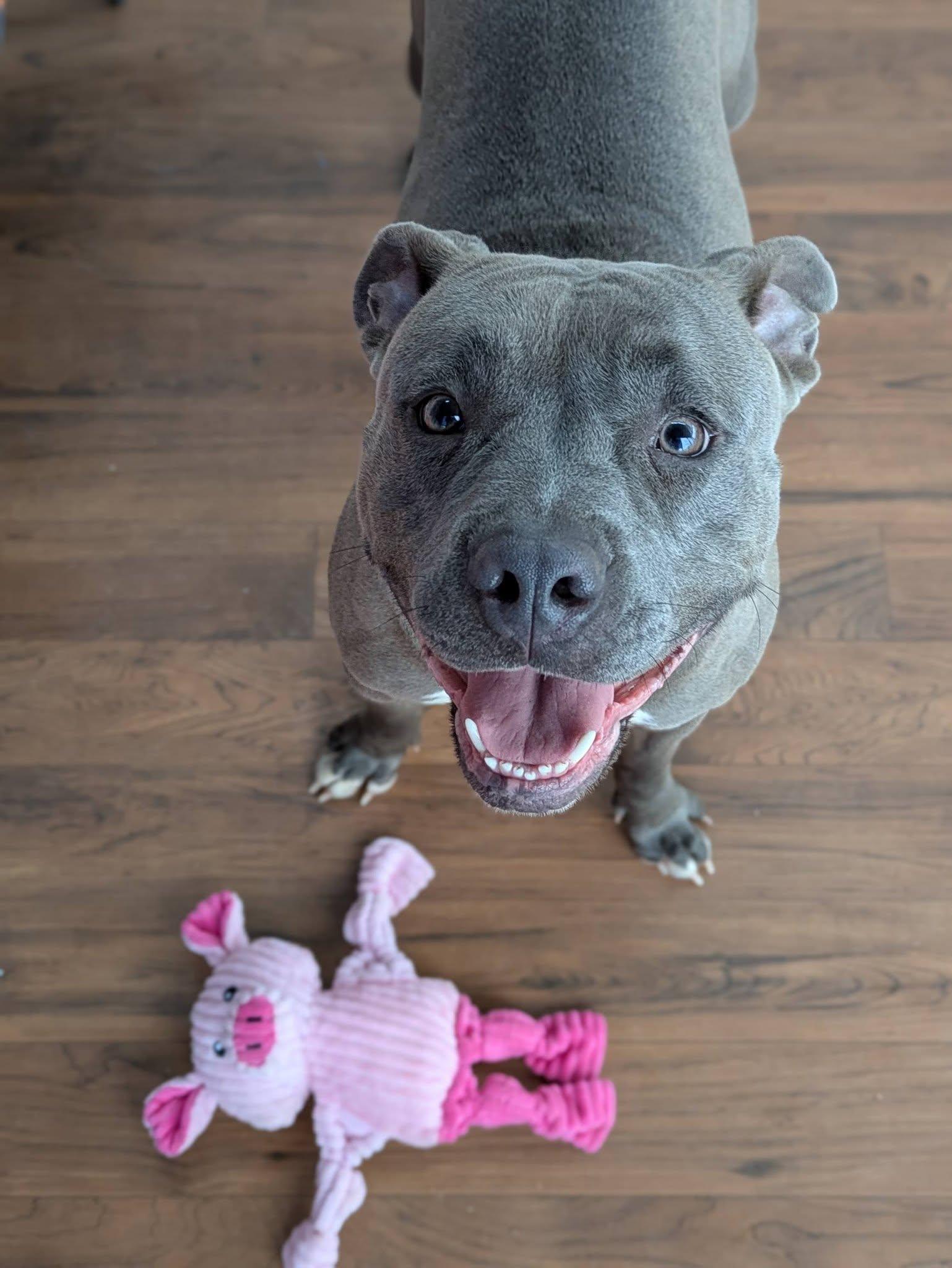 Enlarge China, a ADOPTABLE Terrier in North Syracuse, NY image 6/6