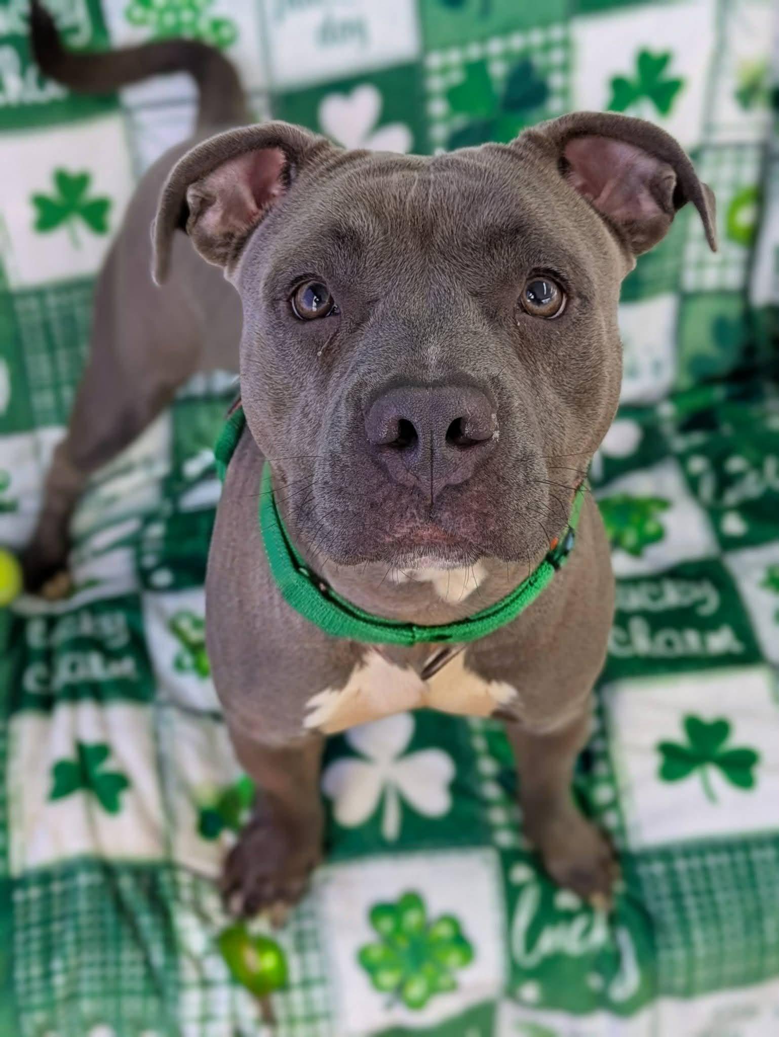 Enlarge China, a ADOPTABLE Terrier in North Syracuse, NY image 2/6