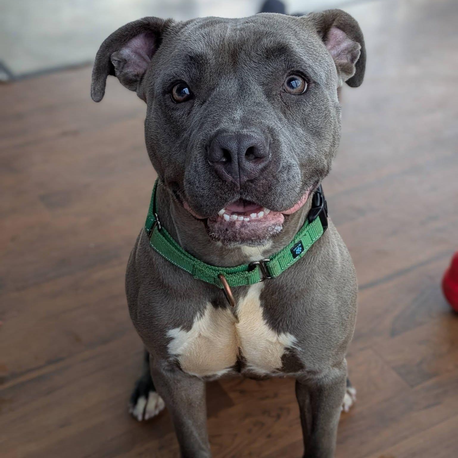 Enlarge China, a ADOPTABLE Terrier in North Syracuse, NY image 1/6