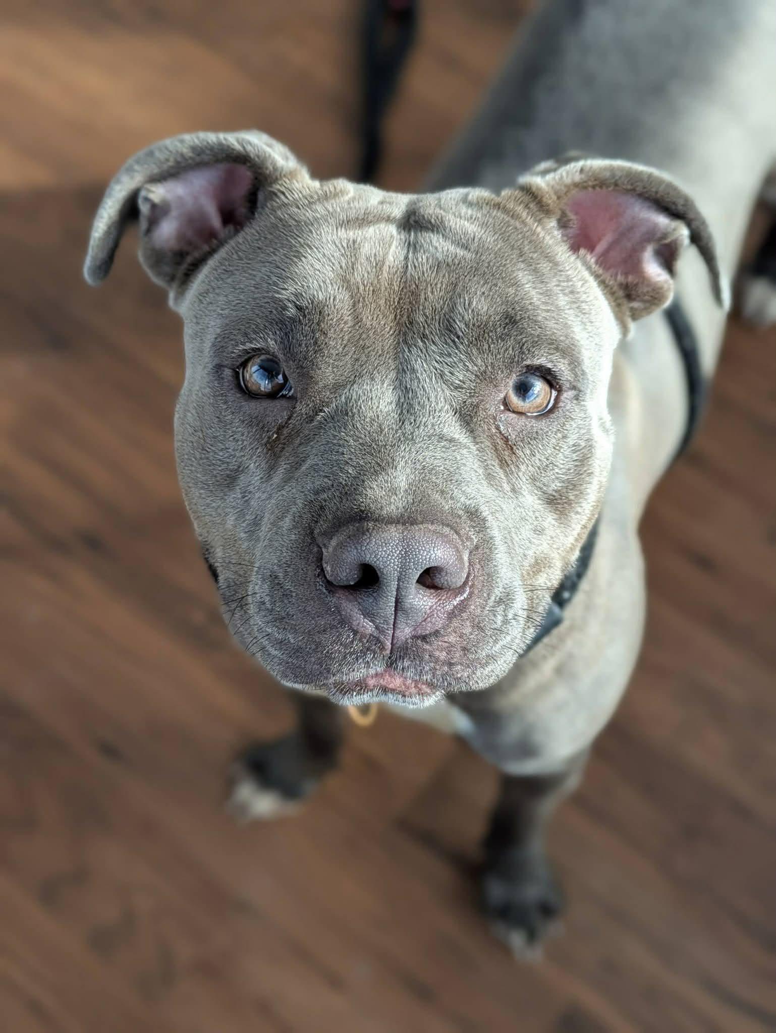 Enlarge China, a ADOPTABLE Terrier in North Syracuse, NY image 4/6