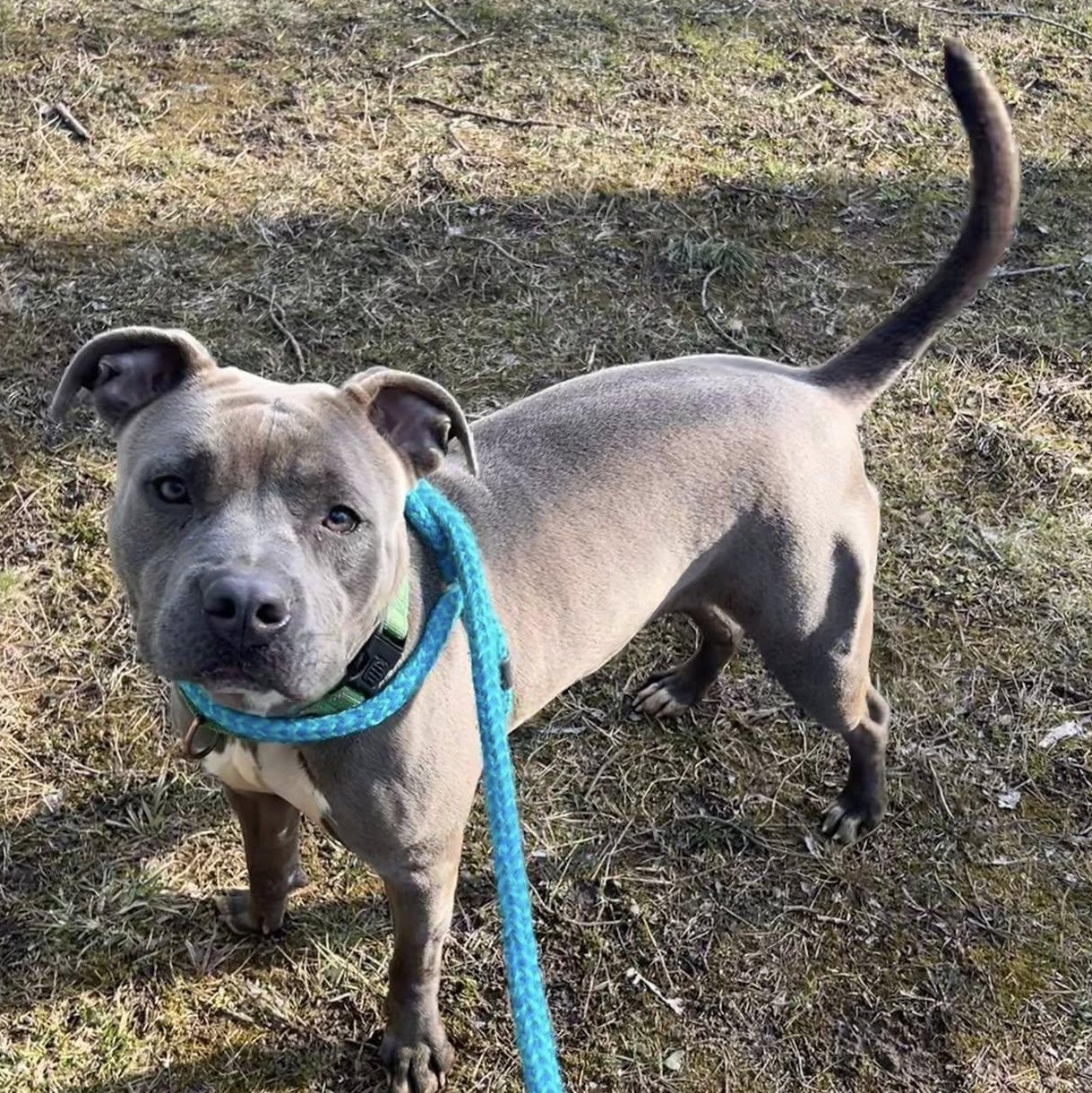 Enlarge China, a ADOPTABLE Terrier in North Syracuse, NY image 3/6