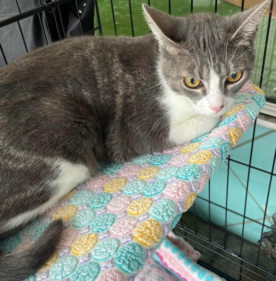 Kanga, a ADOPTABLE Domestic Short Hair in Kalama, WA image 2/4