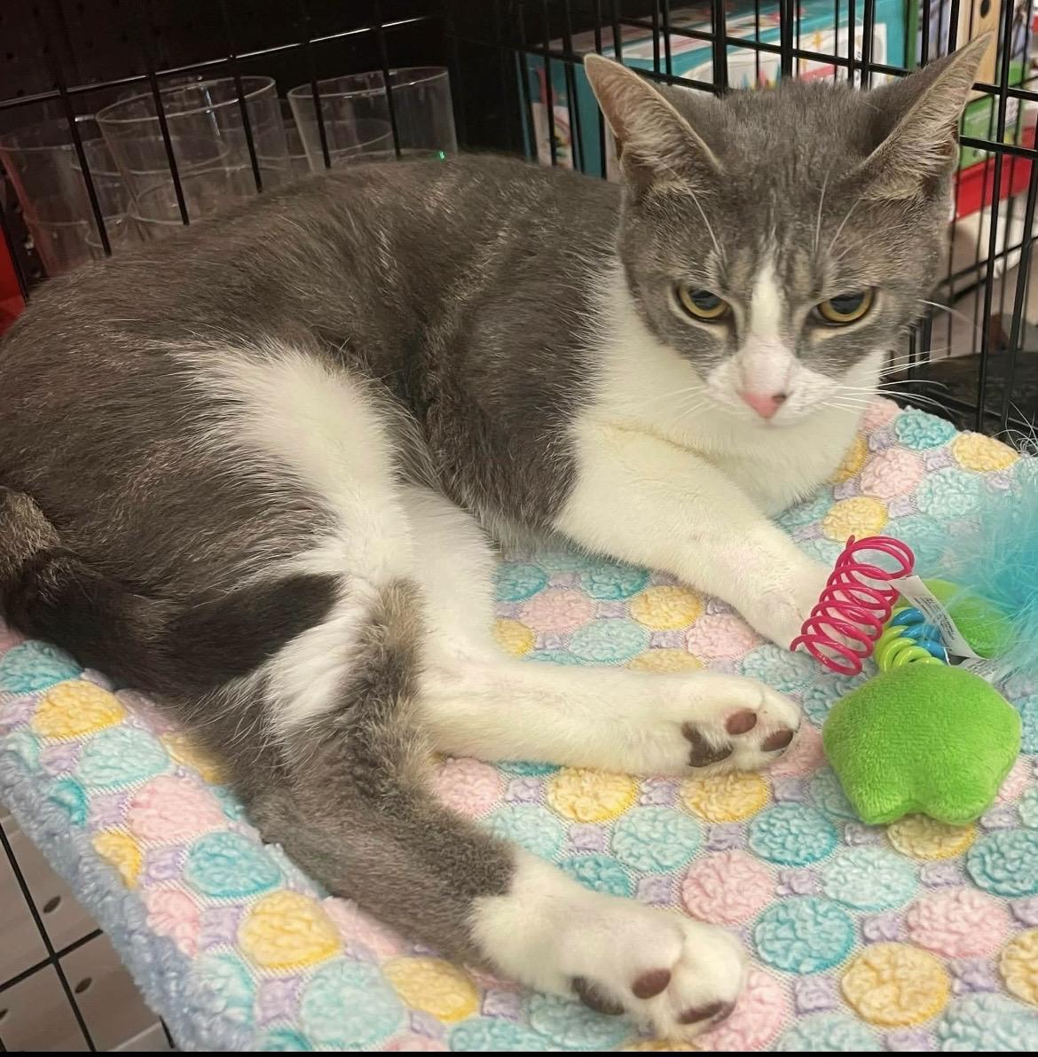 Kanga, a ADOPTABLE Domestic Short Hair in Kalama, WA image 4/4