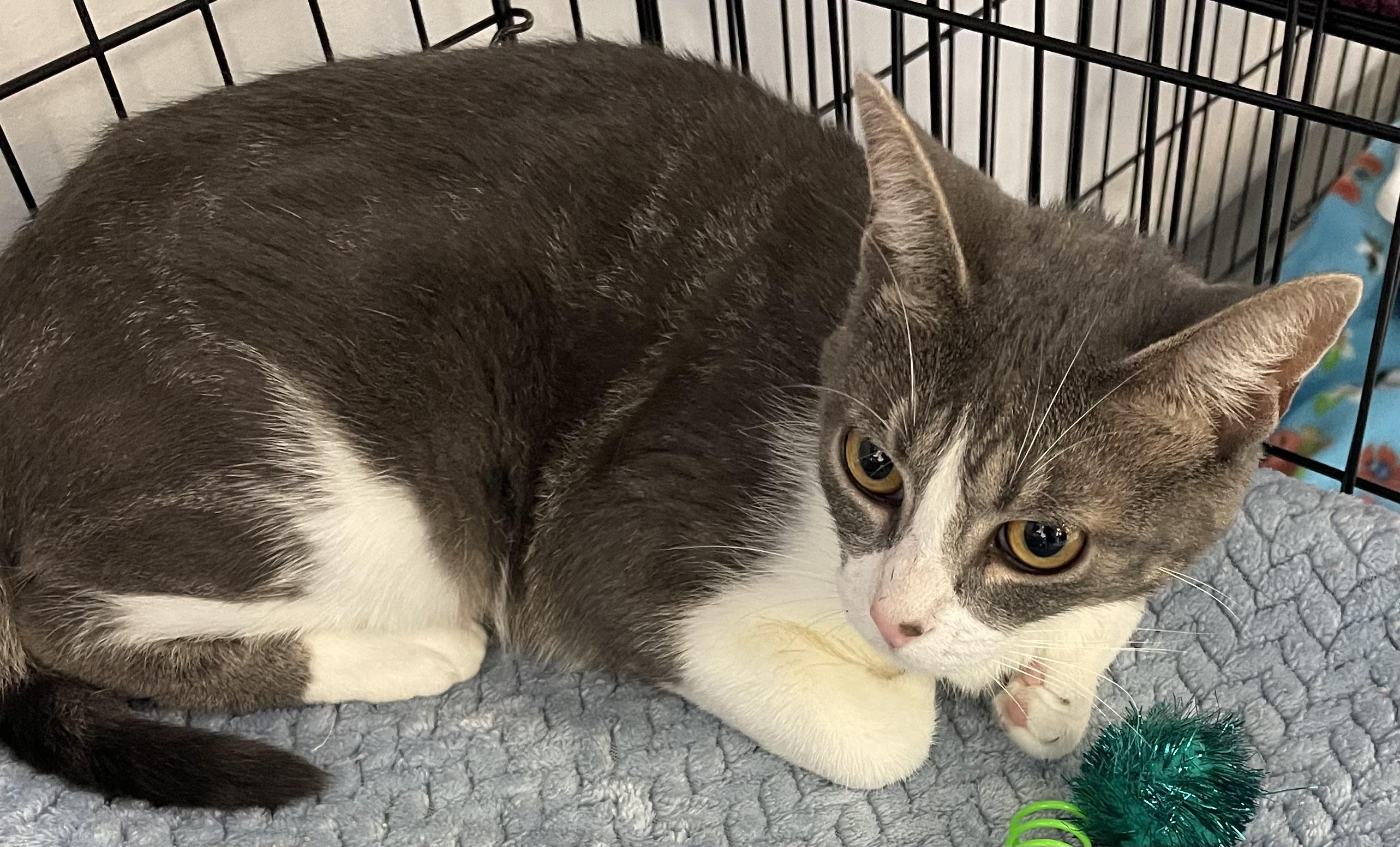 Kanga, a ADOPTABLE Domestic Short Hair in Kalama, WA image 1/4