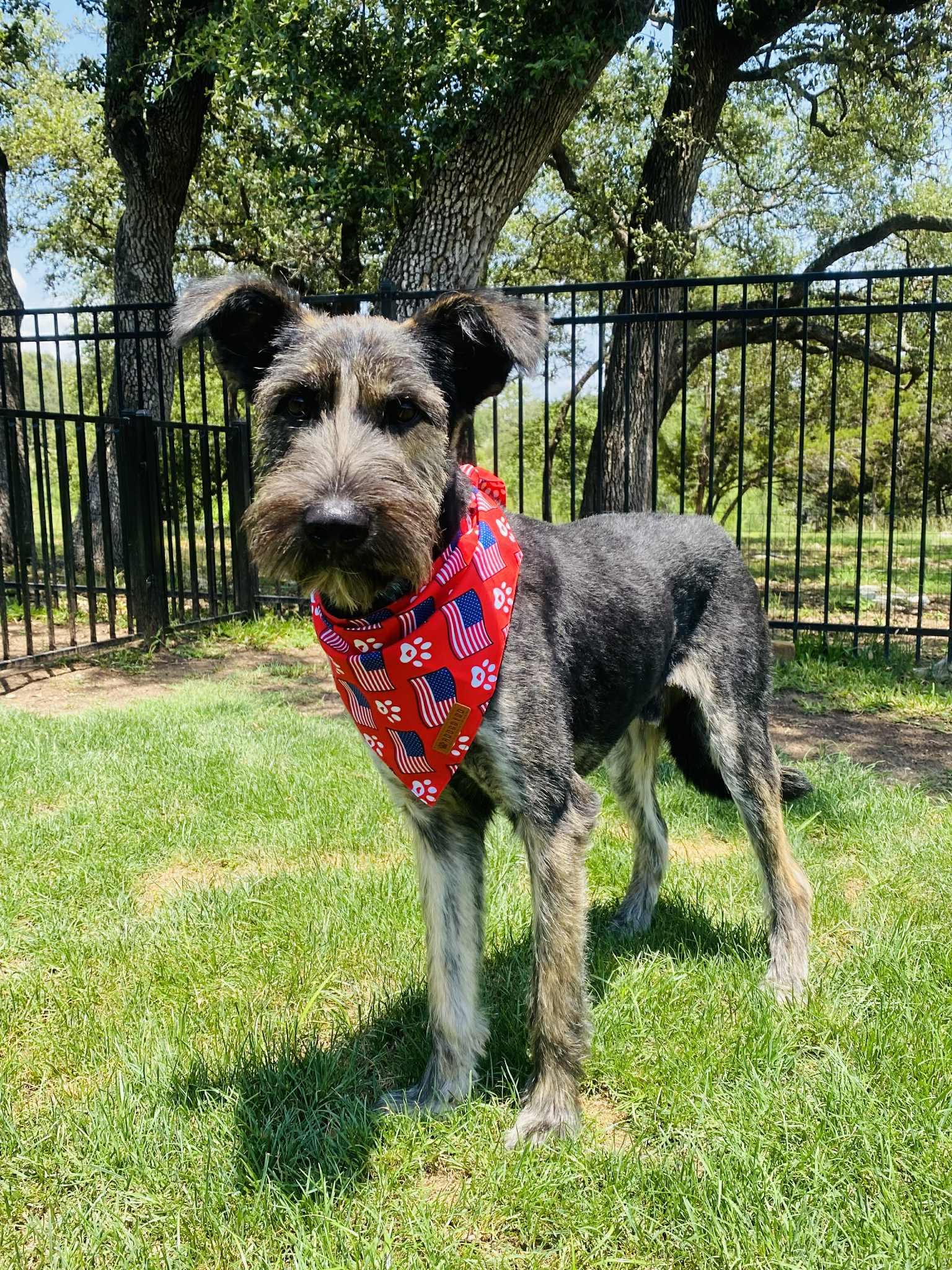 Denki, a Adoptable Schnauzer in Dallas, TX image 2/3