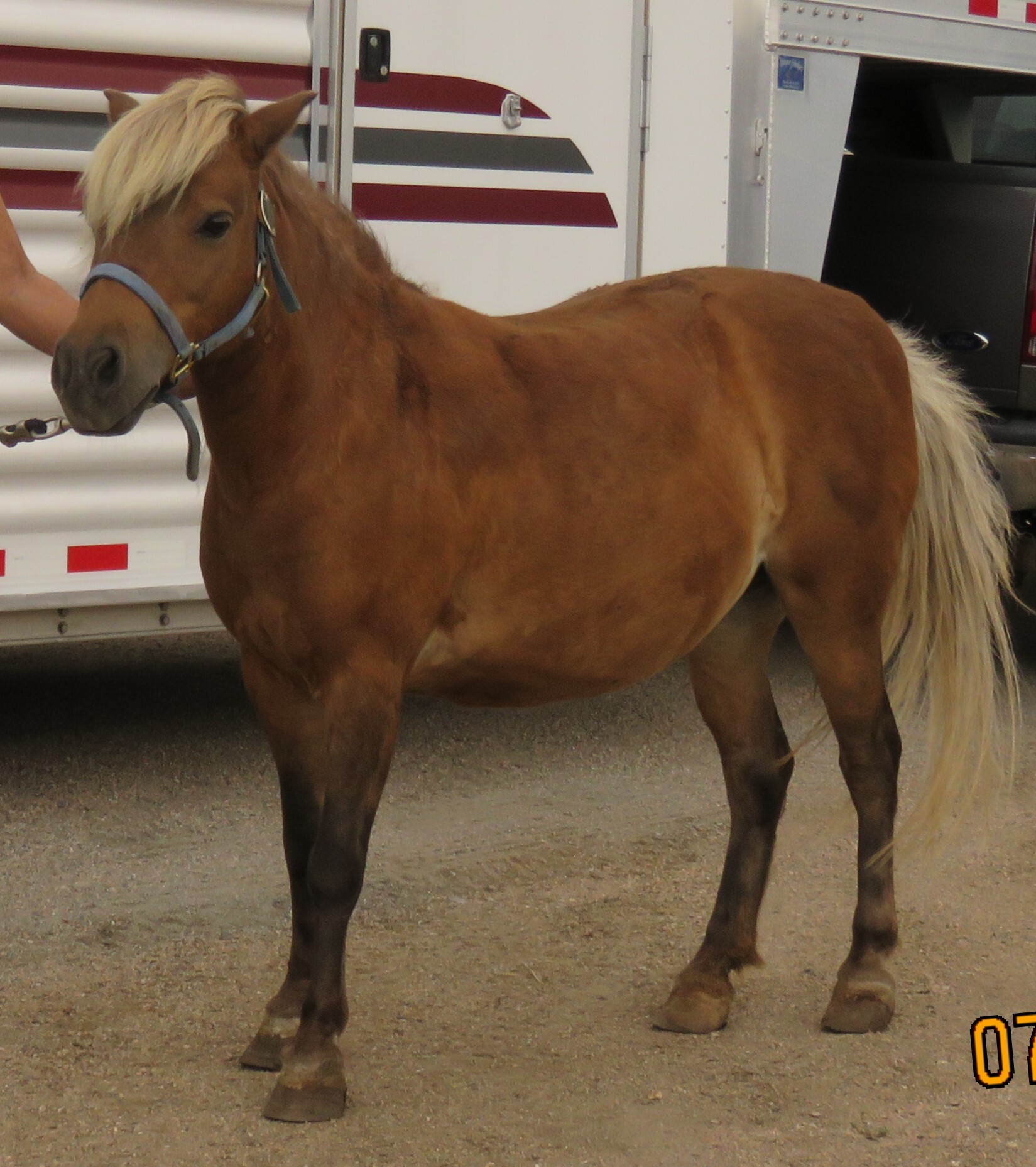 Clementine, a Adopted Pony in Arvada, CO image 1/6