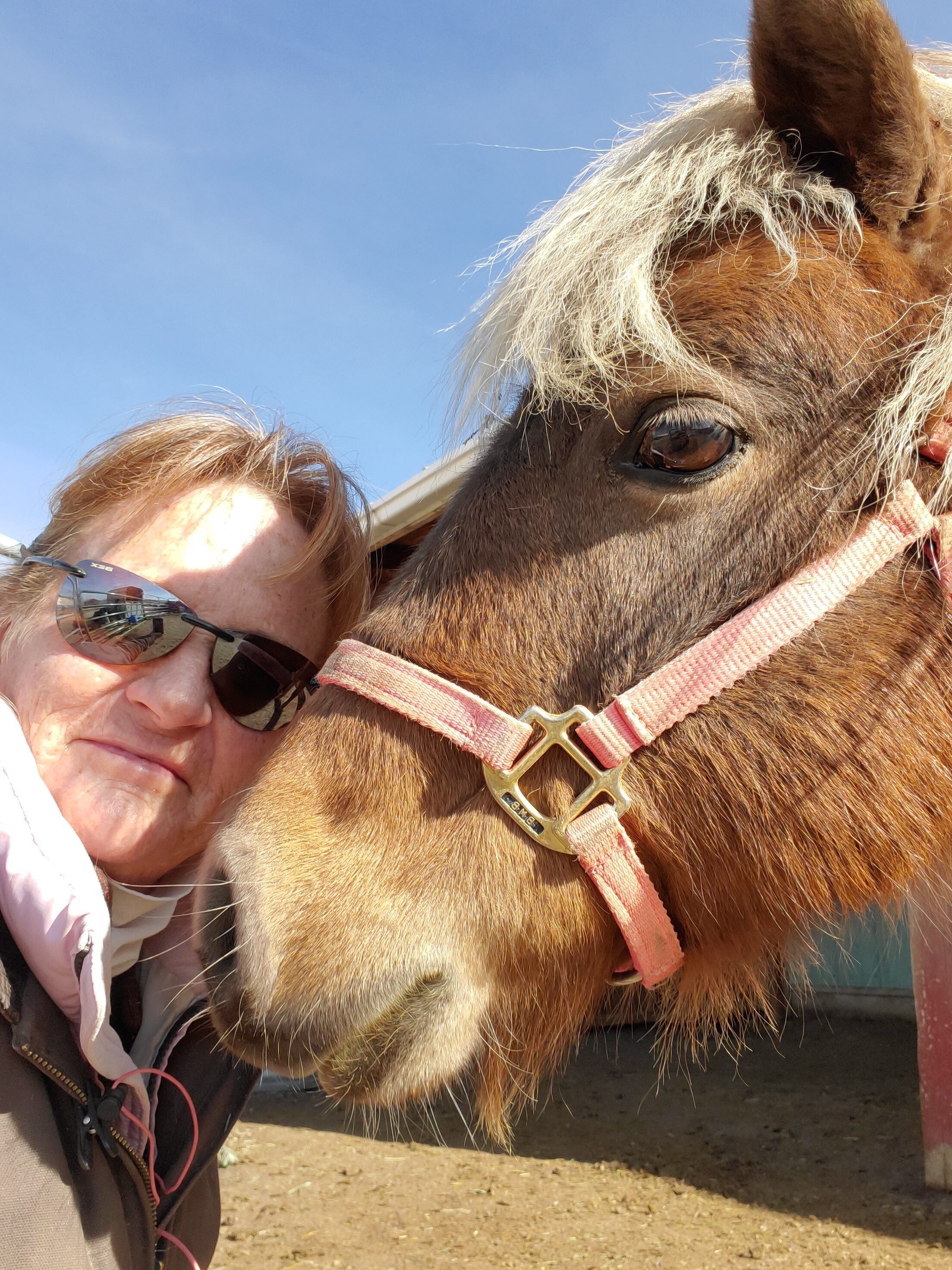 Clementine, a Adopted Pony in Arvada, CO image 2/6