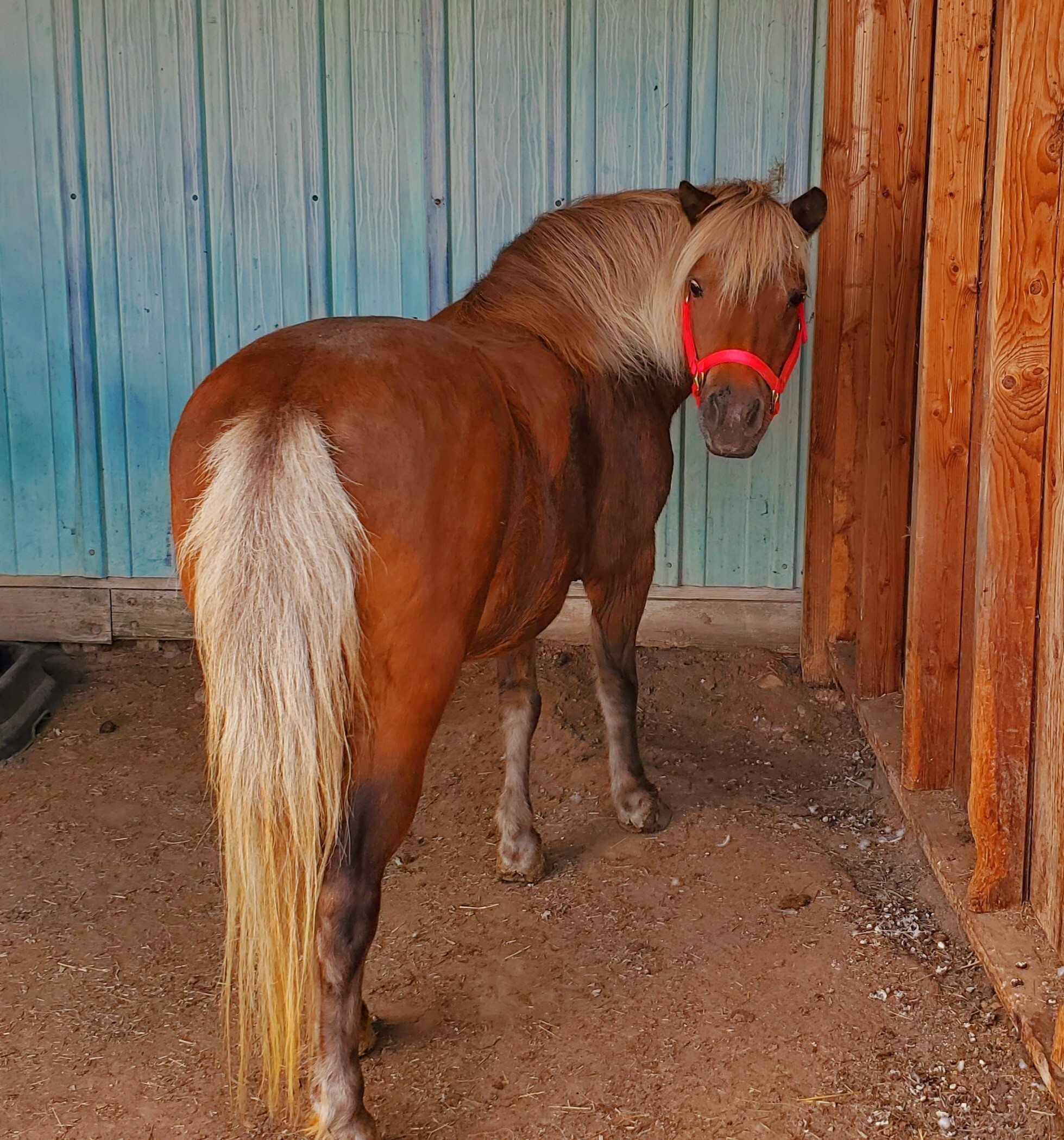 Clementine, a Adopted Pony in Arvada, CO image 3/6