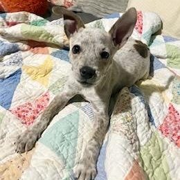 Enlarge Tadpole, a ADOPTABLE mixed breed in Lexington, KY image 1/6