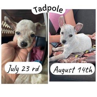 Enlarge Tadpole, a ADOPTABLE mixed breed in Lexington, KY image 3/6