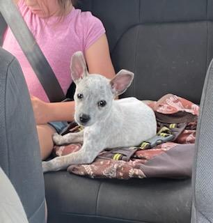Enlarge Tadpole, a ADOPTABLE mixed breed in Lexington, KY image 5/6