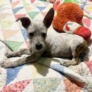 Enlarge Tadpole, a ADOPTABLE mixed breed in Lexington, KY image 2/6