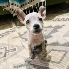 Enlarge Tadpole, a ADOPTABLE mixed breed in Lexington, KY image 6/6