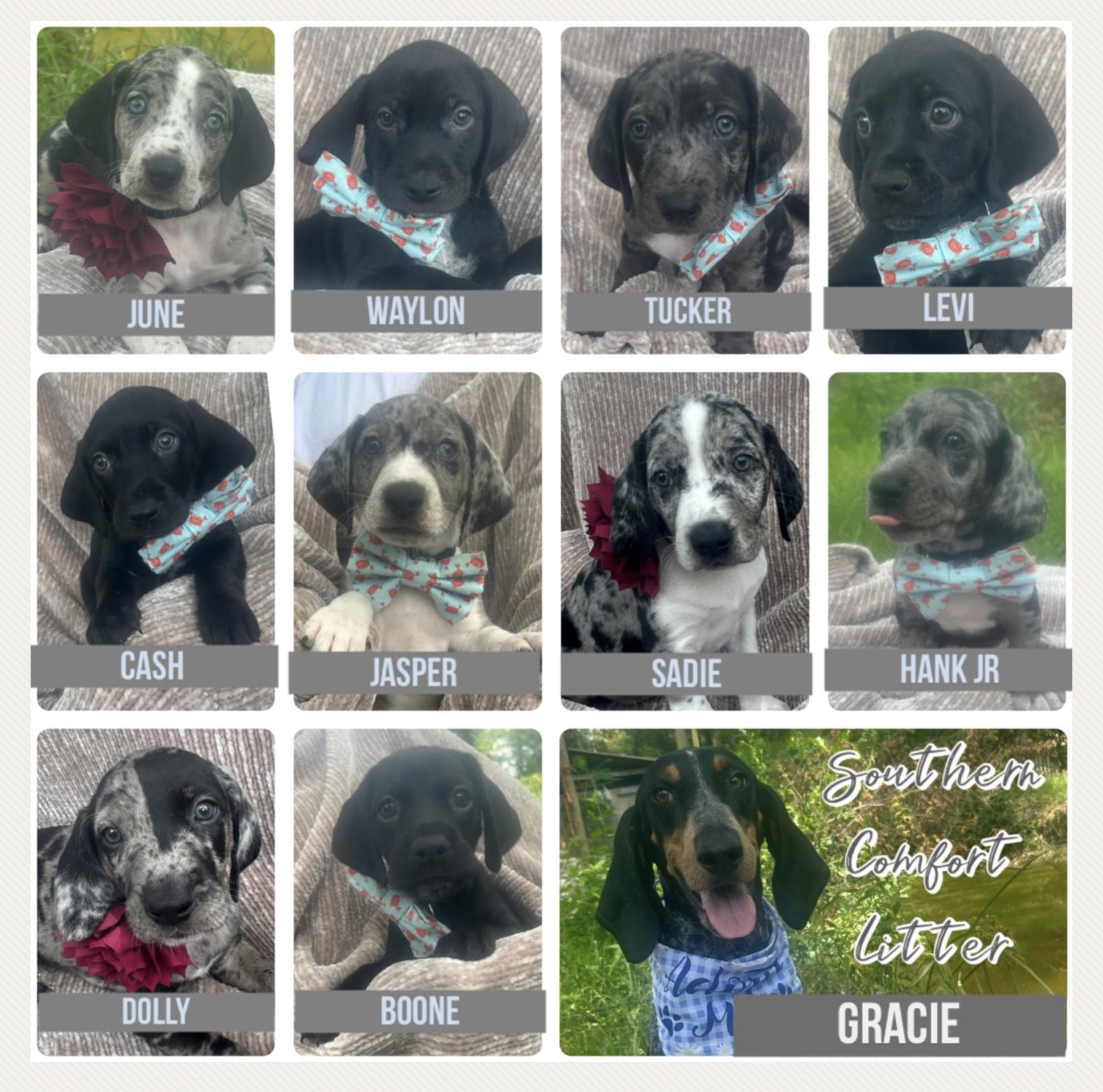 Southern Comfort Litter Bluetick Coonhound Dog