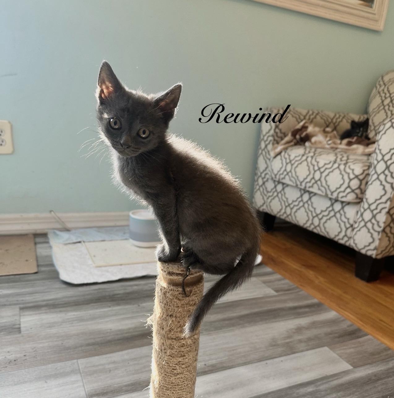 Rewind, Adoptable, Kitten Male Domestic Short Hair.