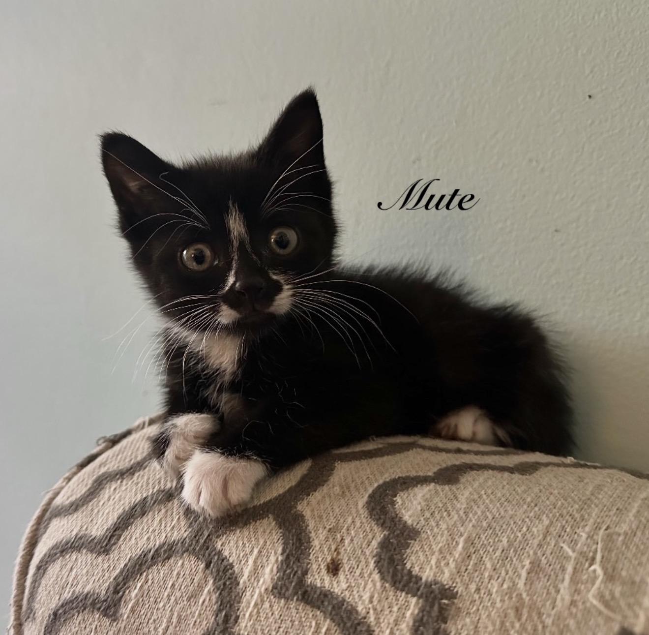 Enlarge Rewind, a Adoptable Domestic Short Hair in Staten Island, NY image 5/6
