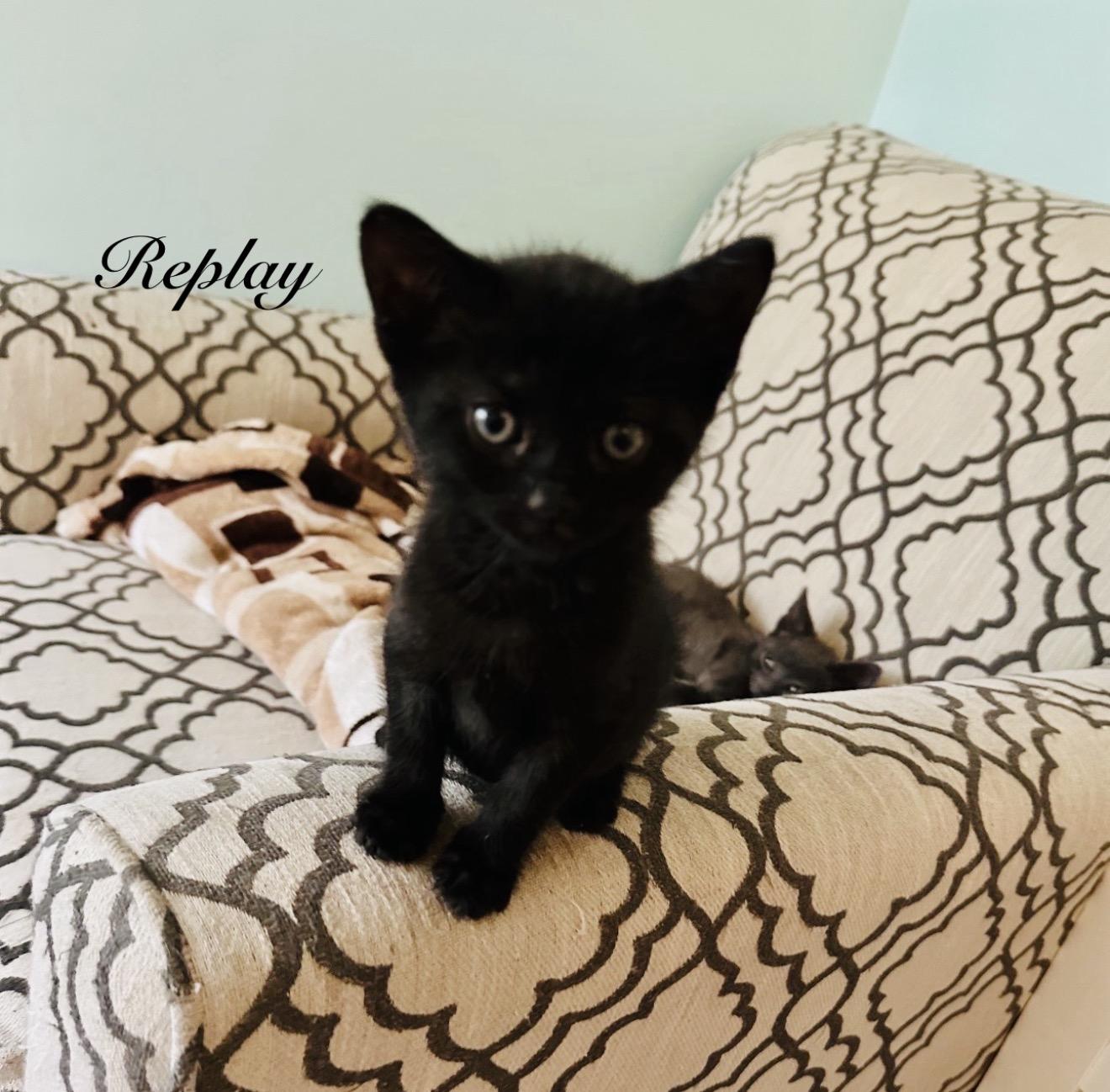 Enlarge Rewind, a Adoptable Domestic Short Hair in Staten Island, NY image 6/6