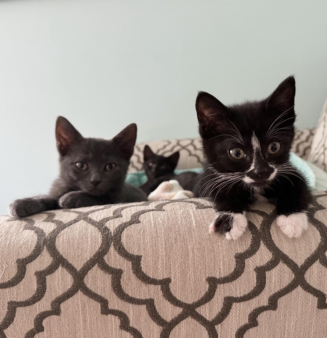 Enlarge Rewind, a Adoptable Domestic Short Hair in Staten Island, NY image 4/6