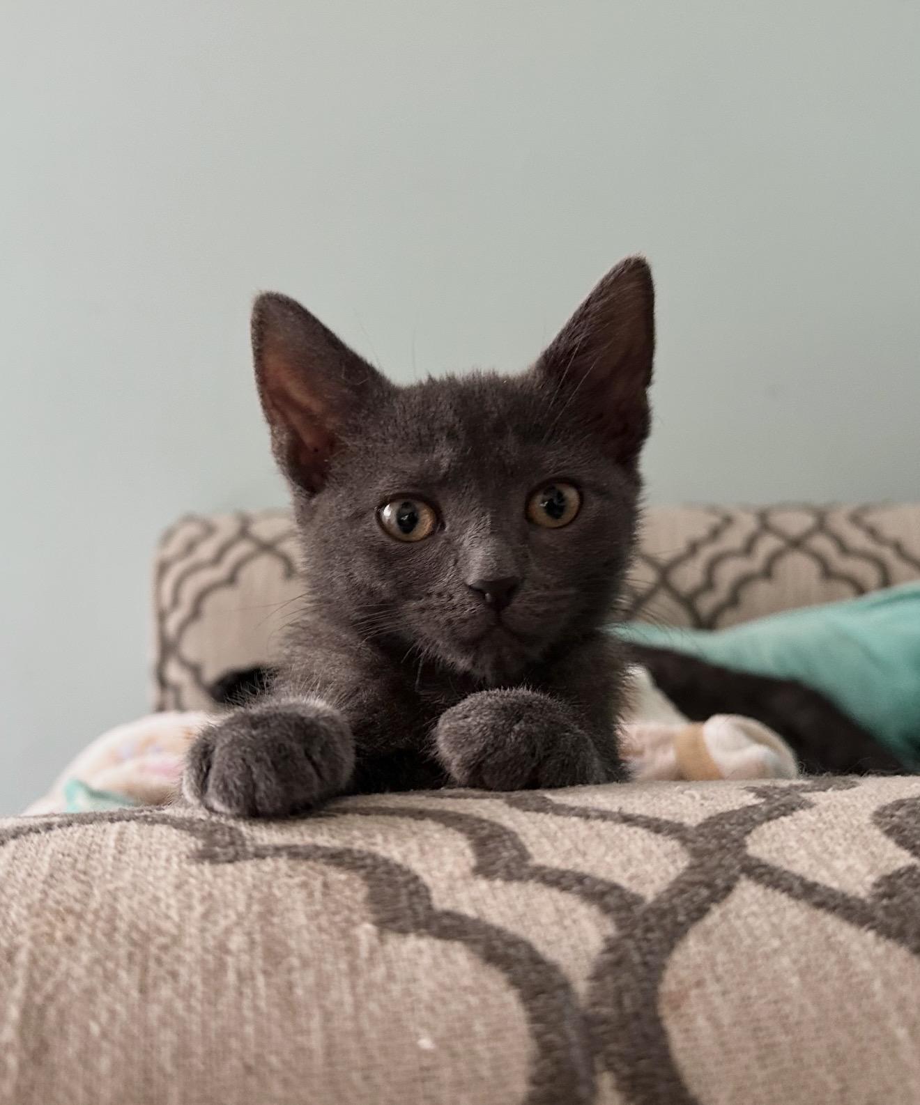 Enlarge Rewind, a Adoptable Domestic Short Hair in Staten Island, NY image 2/6