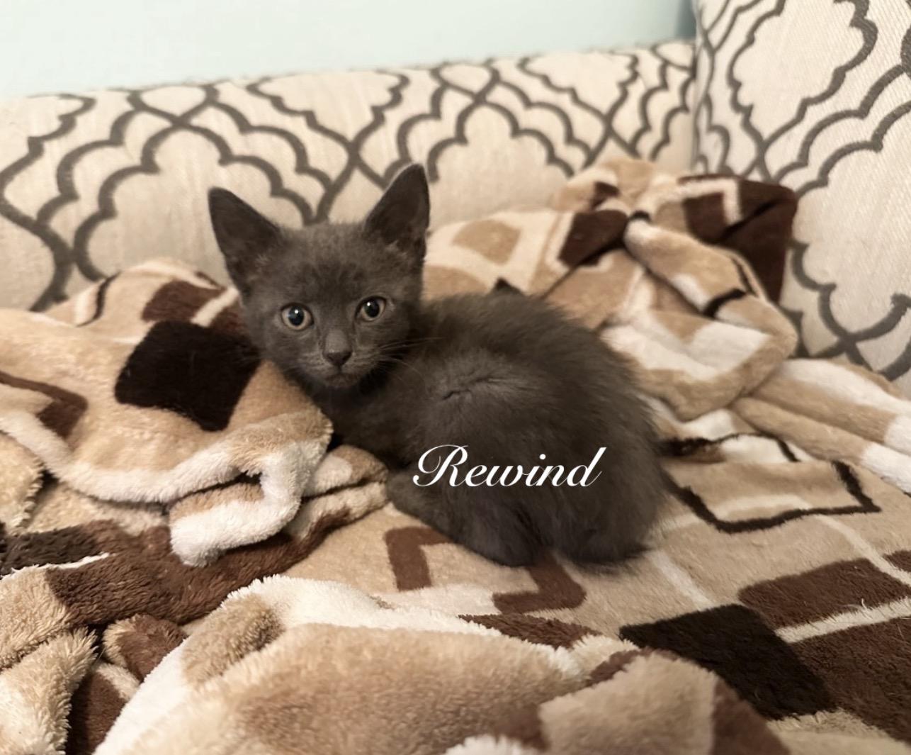 Enlarge Rewind, a Adoptable Domestic Short Hair in Staten Island, NY image 3/6