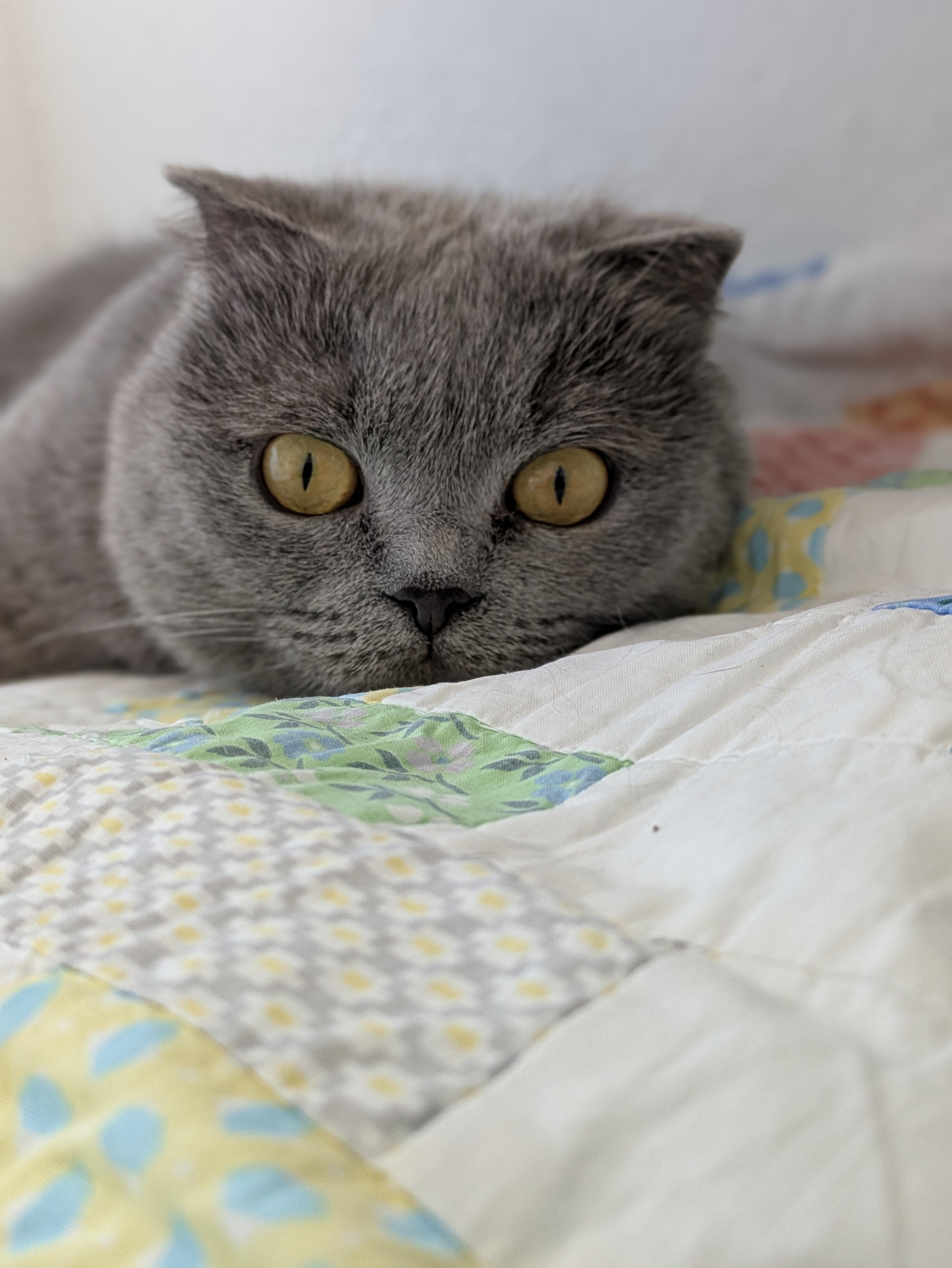 Enlarge Opal, an adopted Scottish Fold in Omaha, NE image 2/2