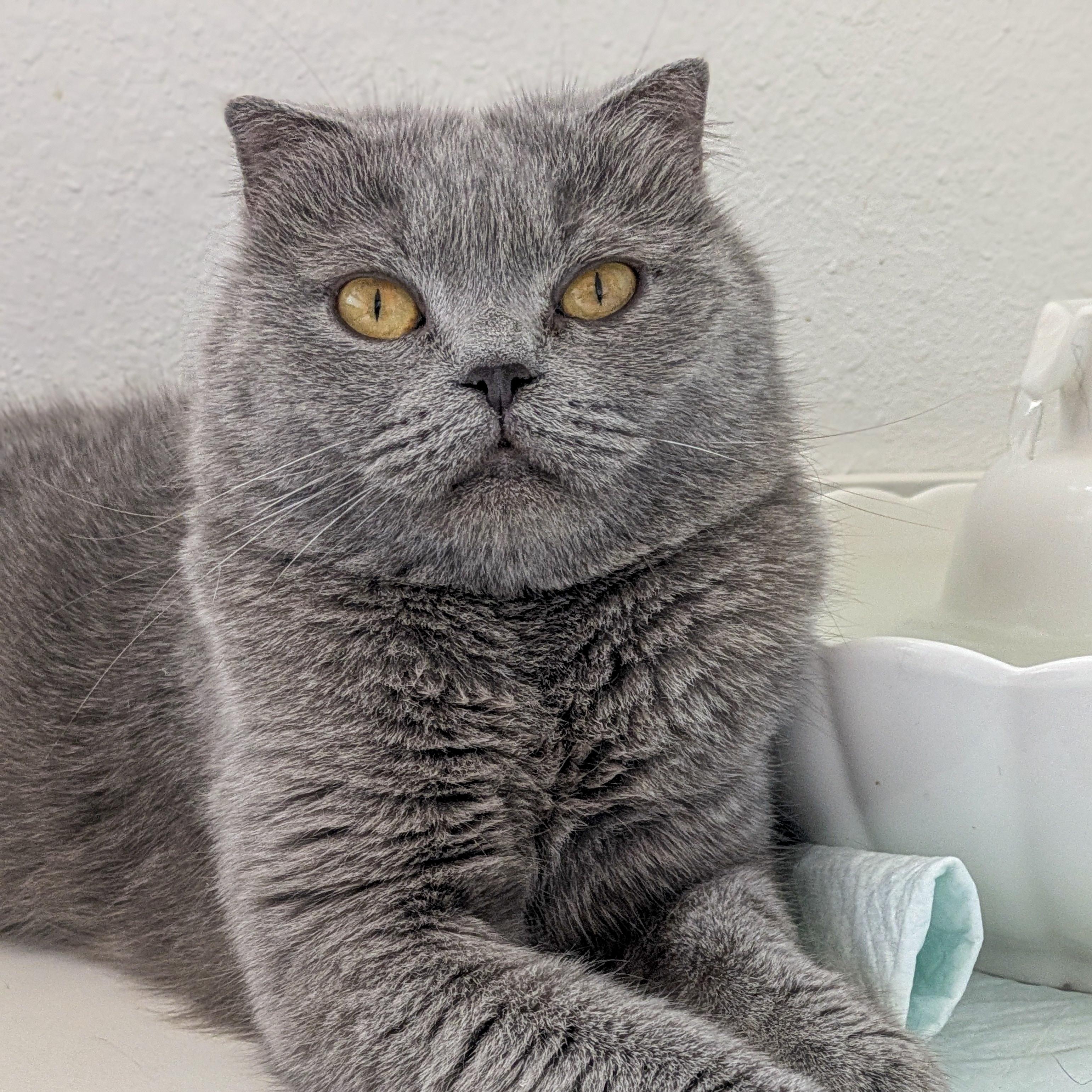 Opal, adopted, Adult Female Scottish Fold.