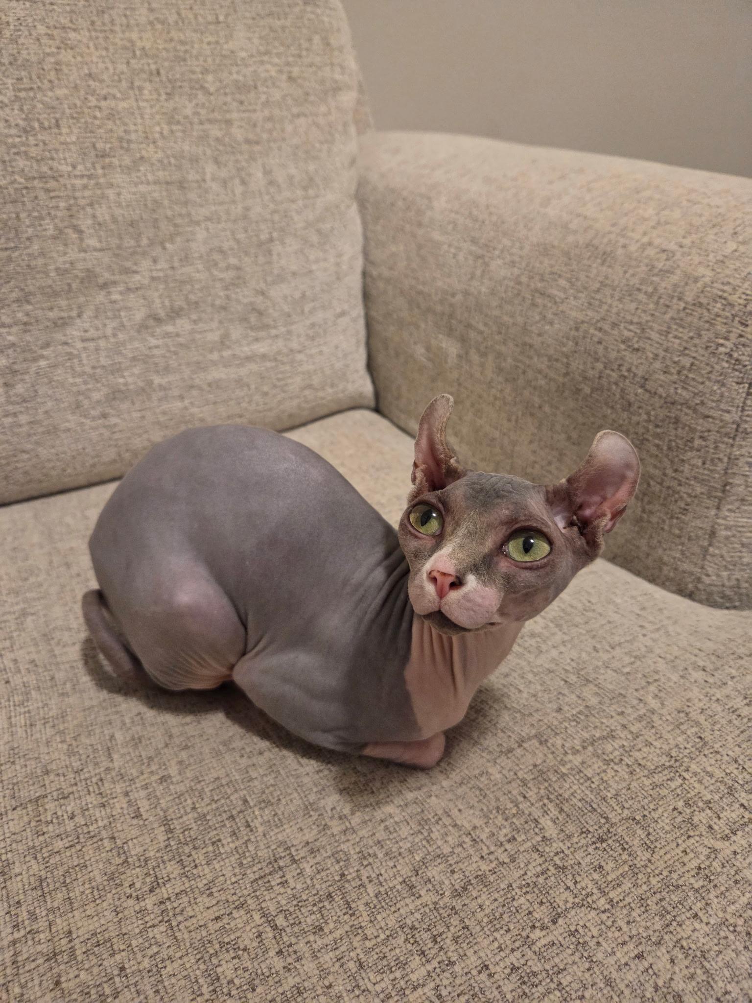 Enlarge Nudel , an adopted Sphynx / Hairless Cat in Austin, TX image 2/2