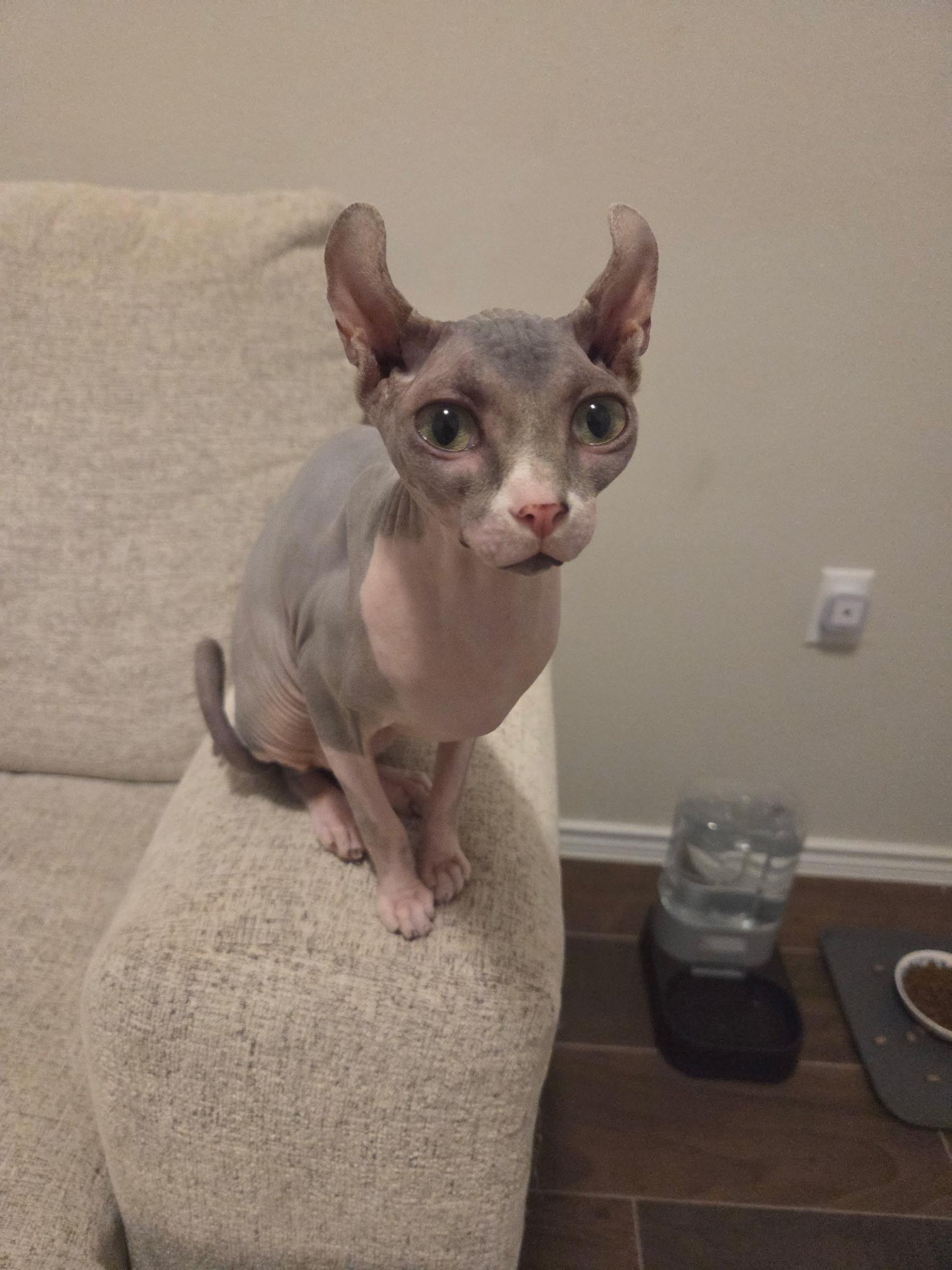 Nudel , adopted, Young Female Sphynx / Hairless Cat.
