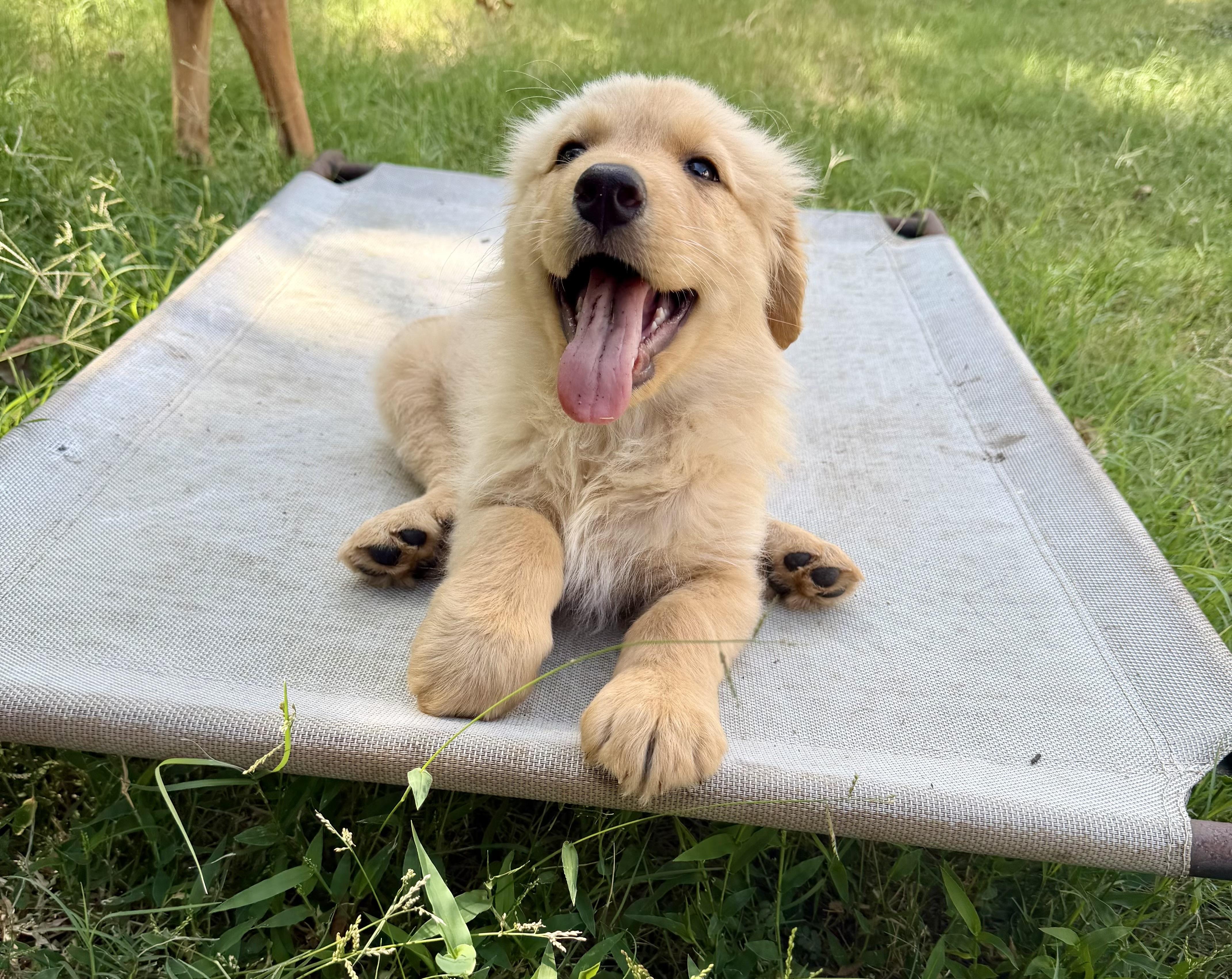 Enlarge Gidget, an adopted mixed breed in Pflugerville, TX image 1/3